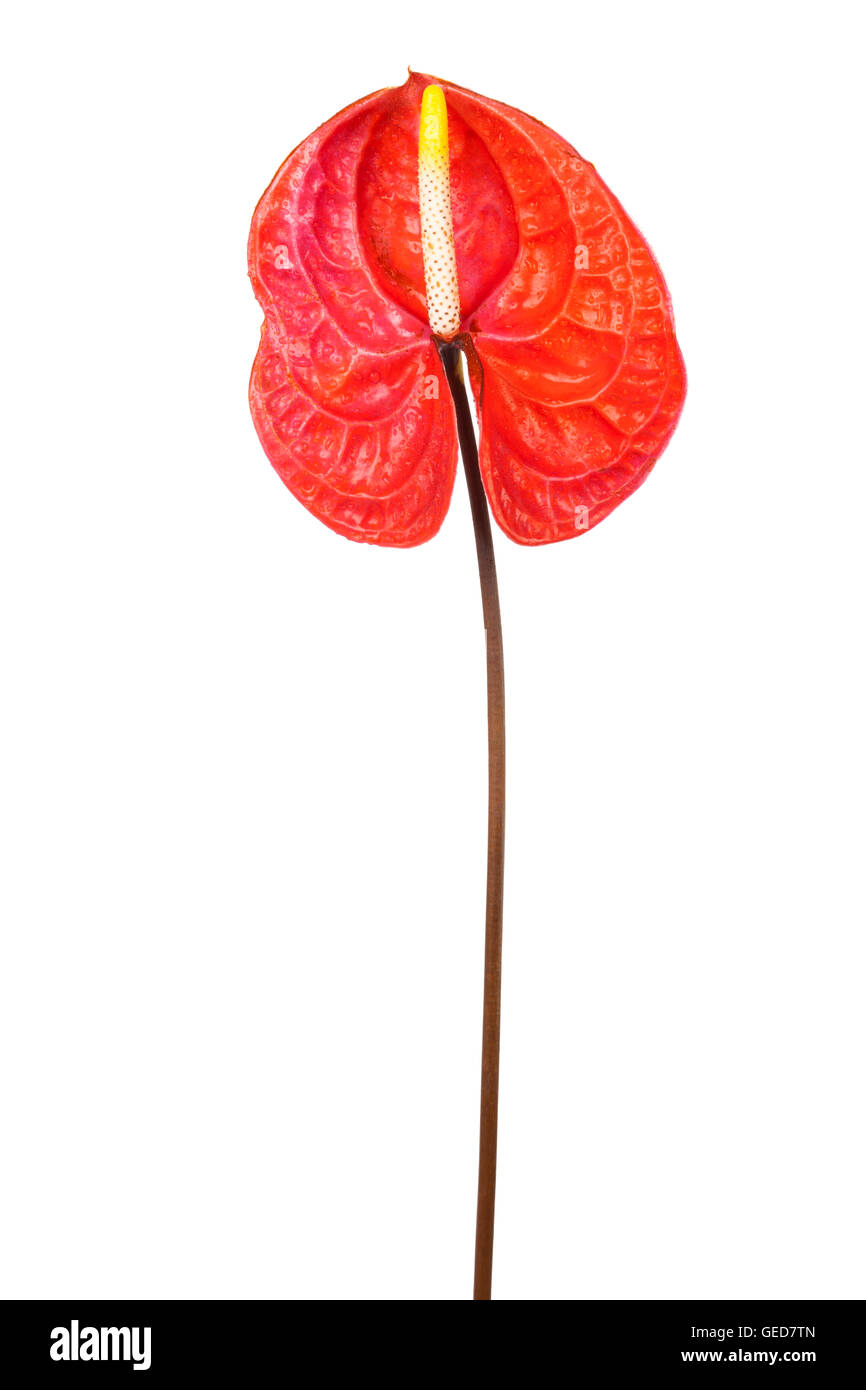 Schöne rote Anthurium auf weißem Hintergrund Stockfoto