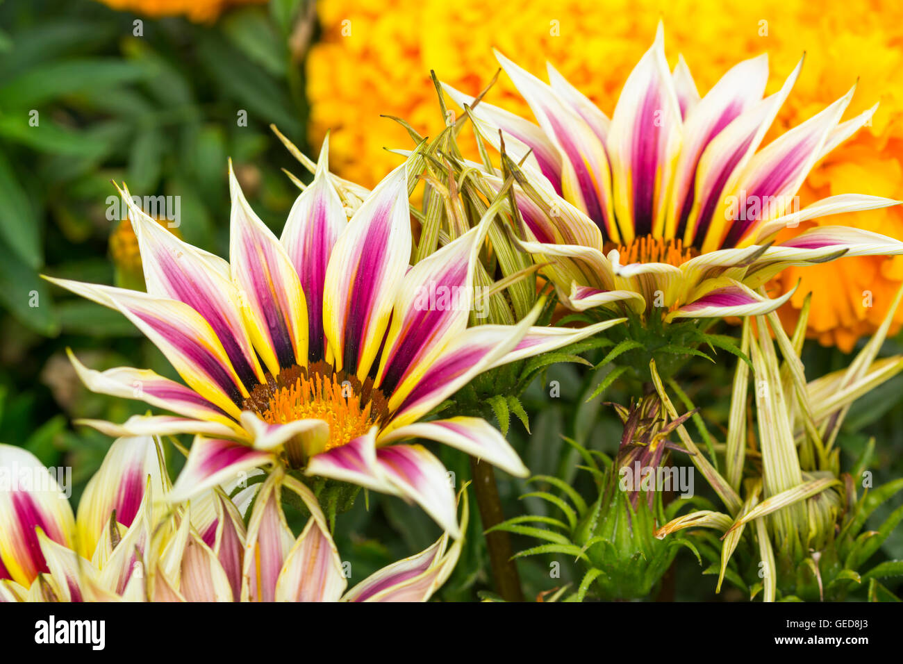 Gazania rigens Ziergarten Pflanze, im Sommer in West Sussex, England, UK. Gazanias. Stockfoto