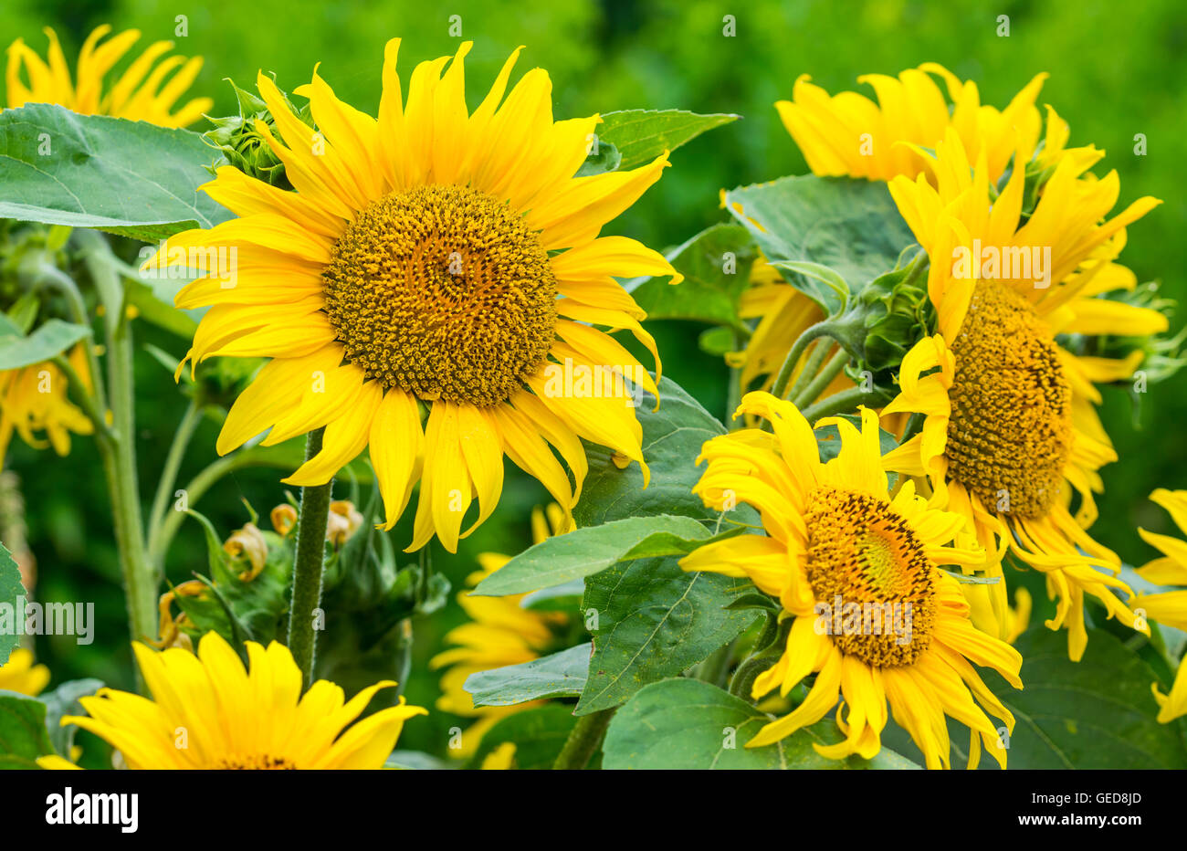 Sonnenblumen (Helianthus annuus) Blüte im Sommer in West Sussex, England, UK. Stockfoto