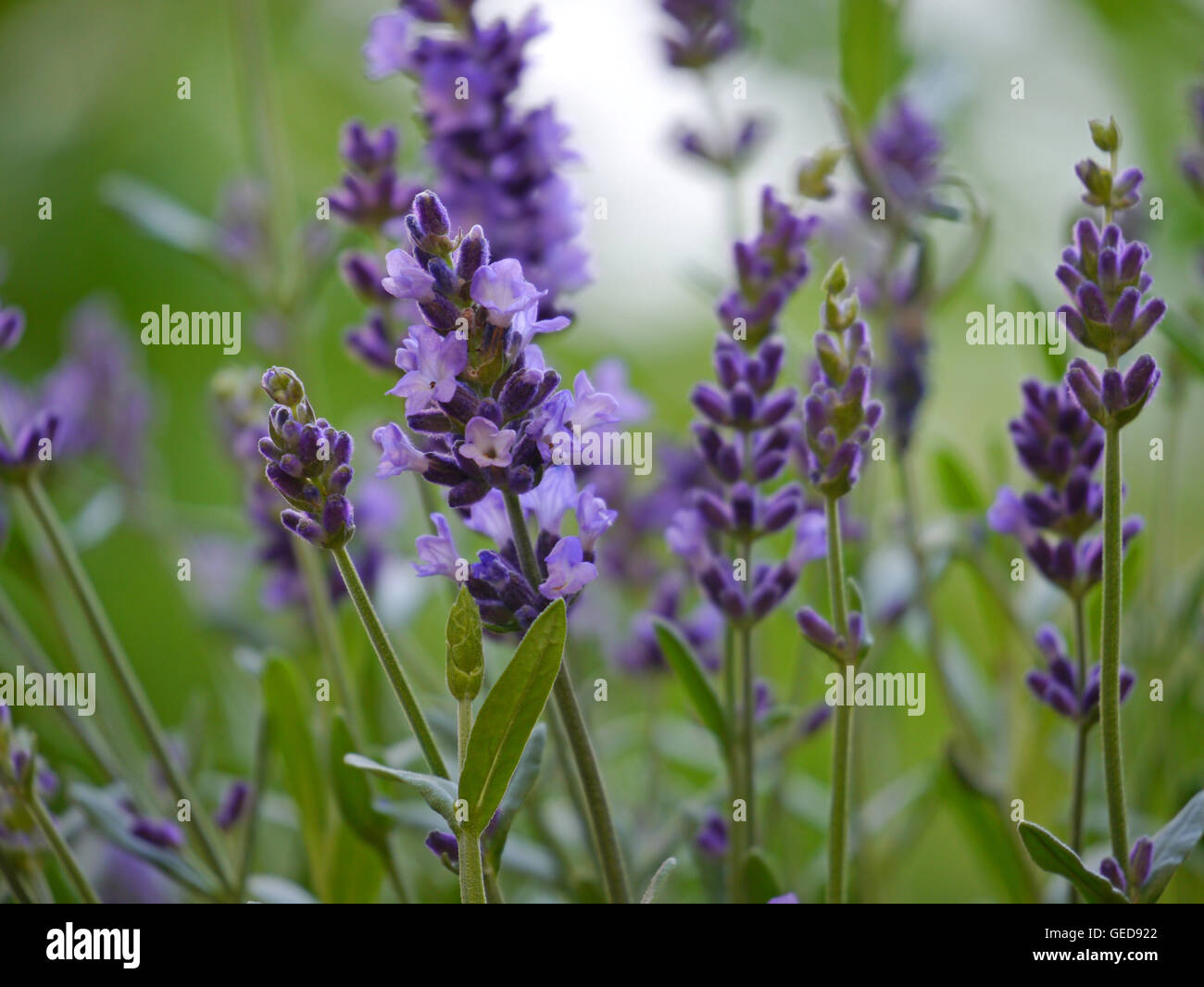 Lavendel / Lavandula Angustifolia Stockfoto