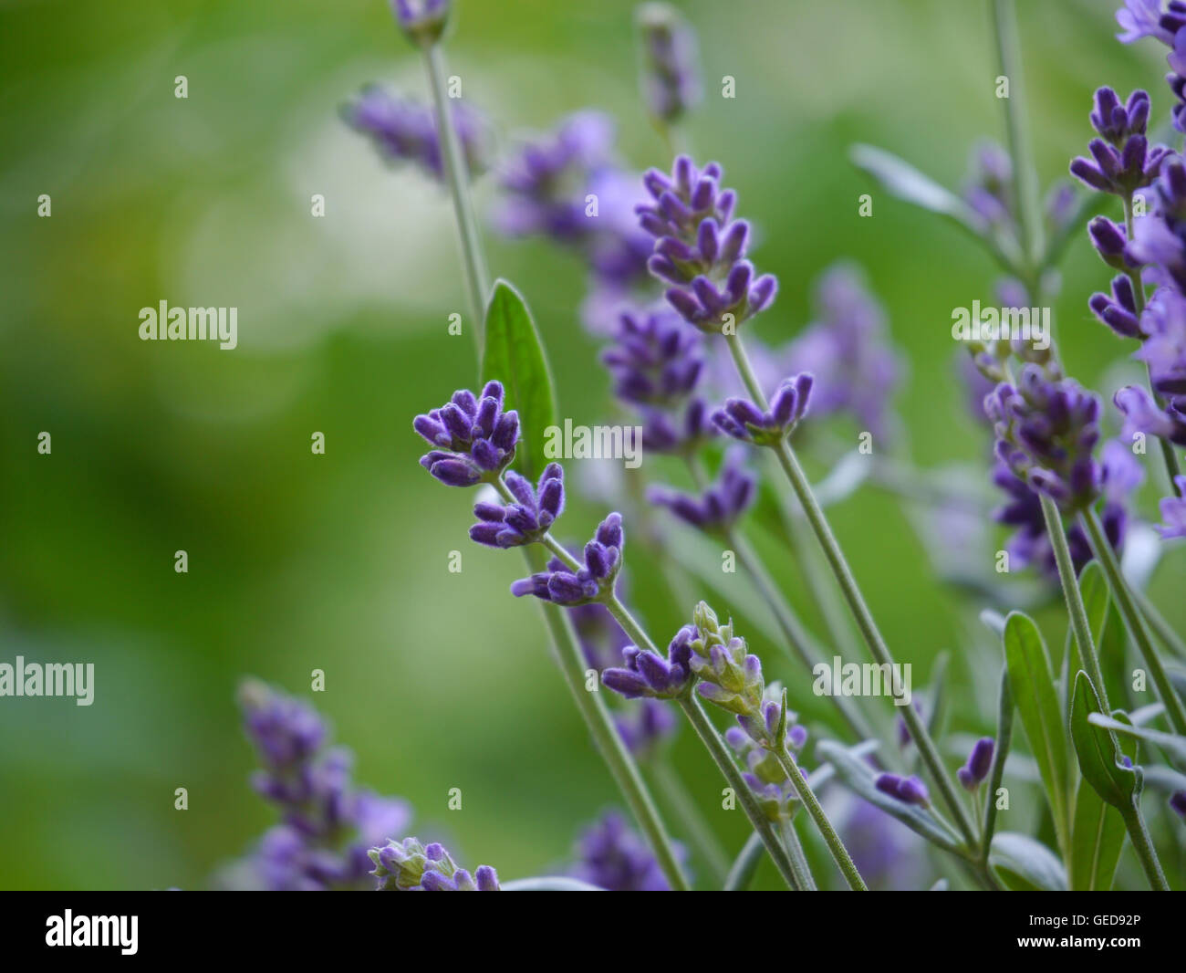 Lavendel / Lavandula Angustifolia Stockfoto