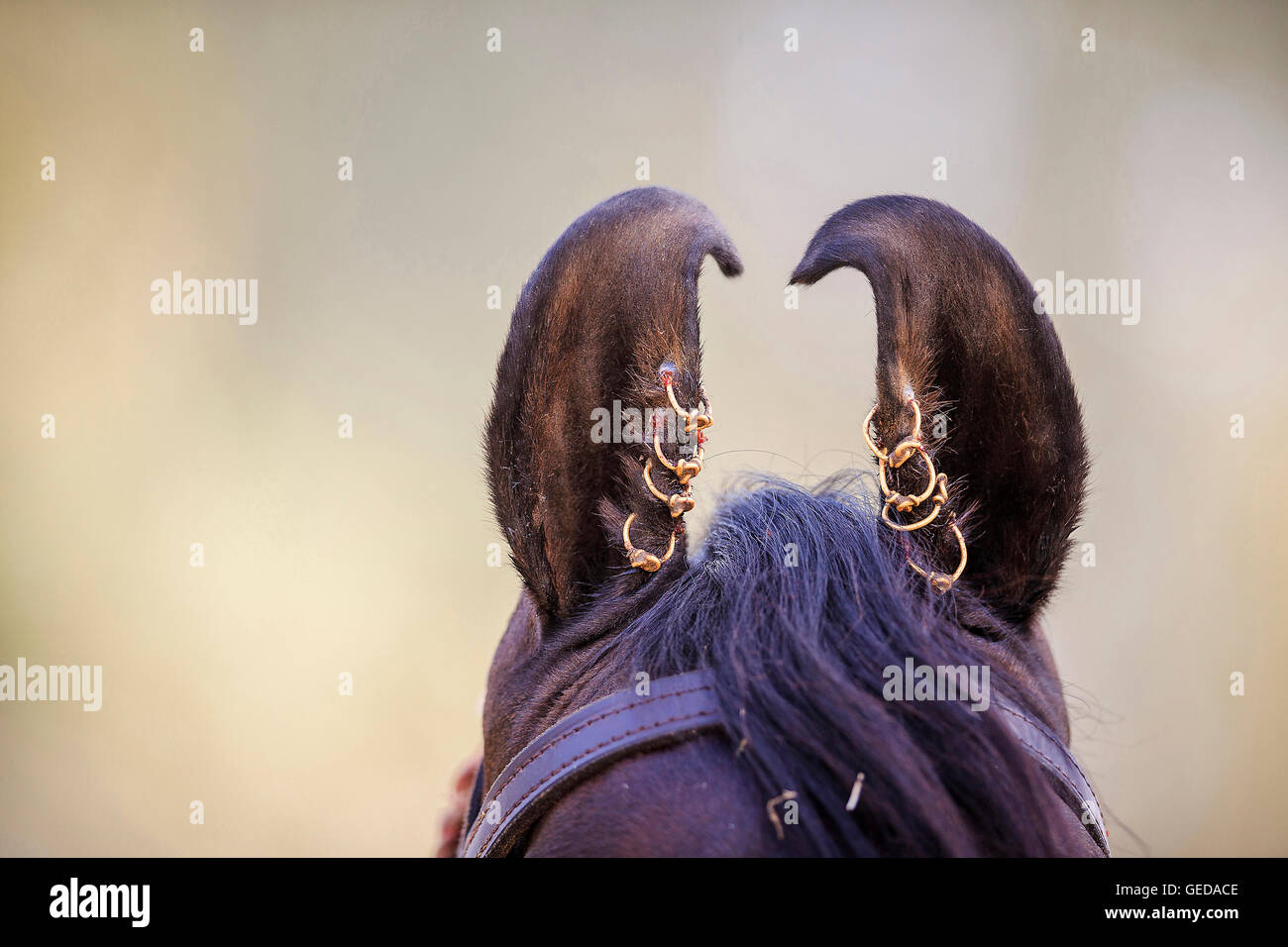 Marwari Pferde. Nach innen gebogenen Ohren von einem Bucht Hengst mit Ohrringen. Rajasthan, Indien. Stockfoto