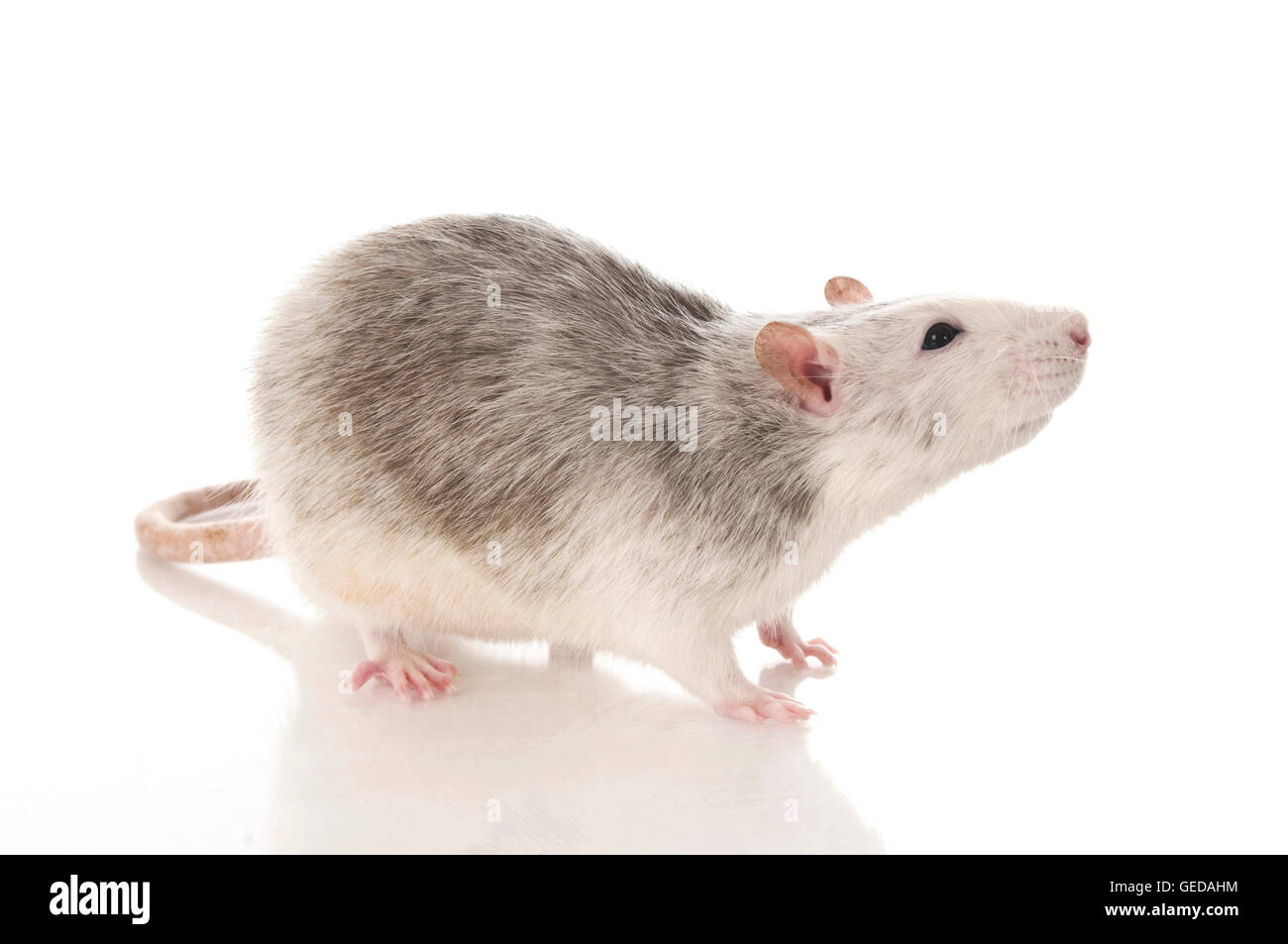 Ausgefallene Ratte, Haustier Ratte. Erwachsenen gesehen seitlich. Studio  Bild vor einem weißen Hintergrund Stockfotografie - Alamy