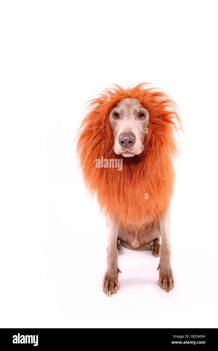 Weimaraner. Männlichen sitzen, tragen Löwen Mähne. Studio Bild vor einem weißen Hintergrund. Deutschland Stockfoto