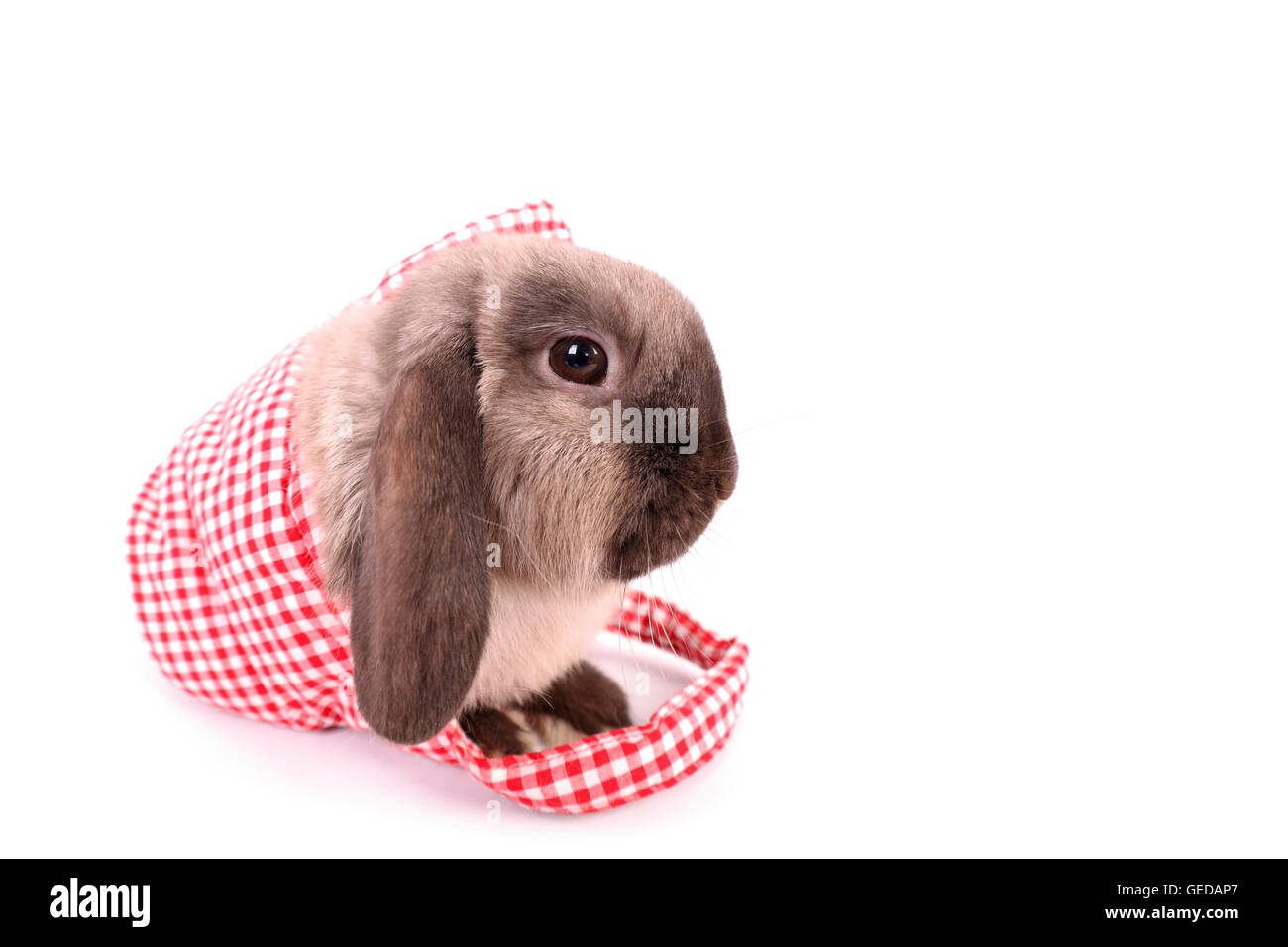 Hängeohrigen Zwerg Kaninchen n einer Segeltuchtasche. Studio Bild vor einem weißen Hintergrund Stockfoto