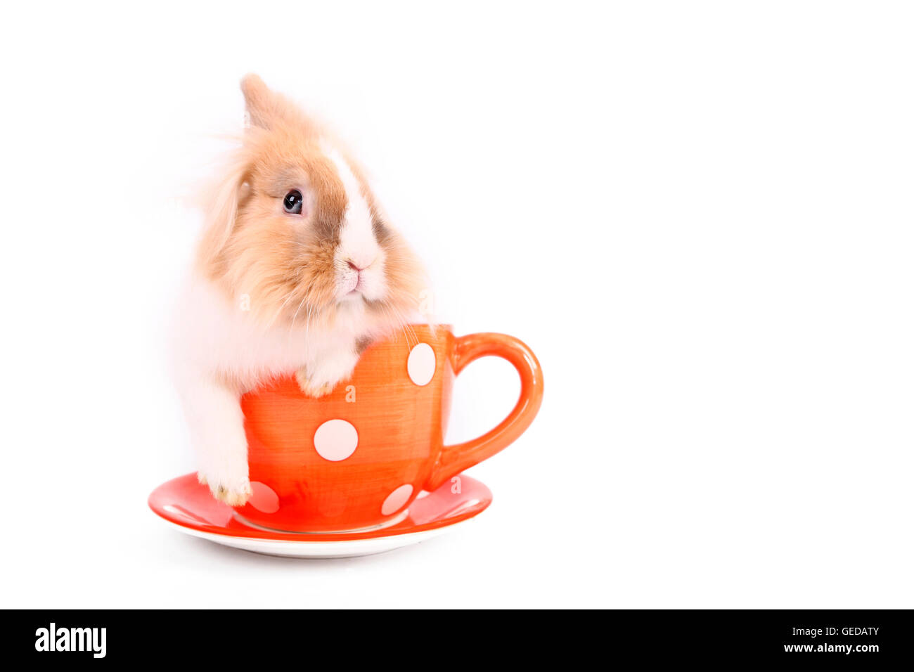 Löwenköpfige Zwerg Kaninchen in einer großen roten Tasse mit weißen Tupfen. Studio Bild vor einem weißen Hintergrund. Deutschland Stockfoto