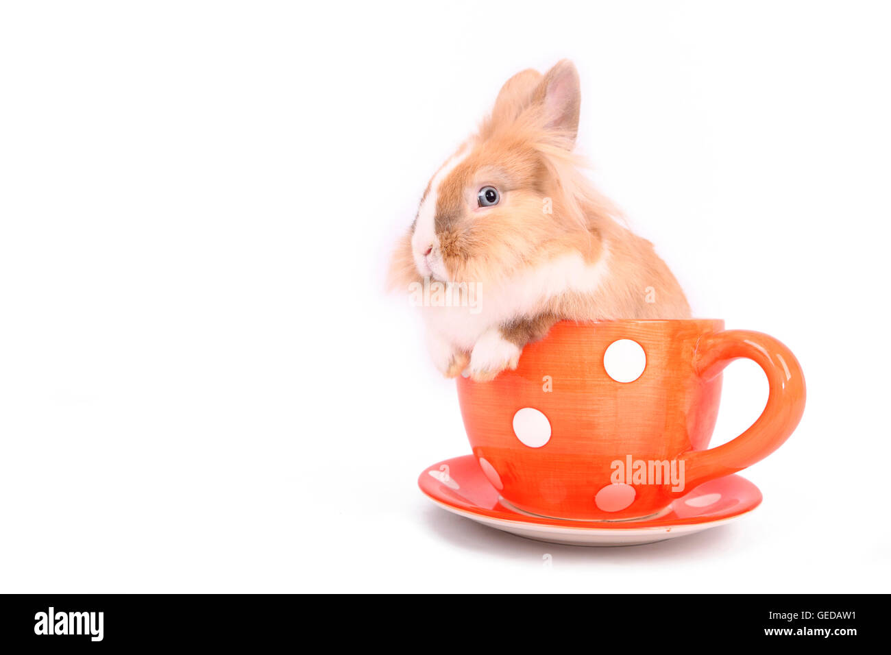 Löwenköpfige Zwerg Kaninchen in einer großen roten Tasse mit weißen Tupfen. Studio Bild vor einem weißen Hintergrund. Deutschland Stockfoto