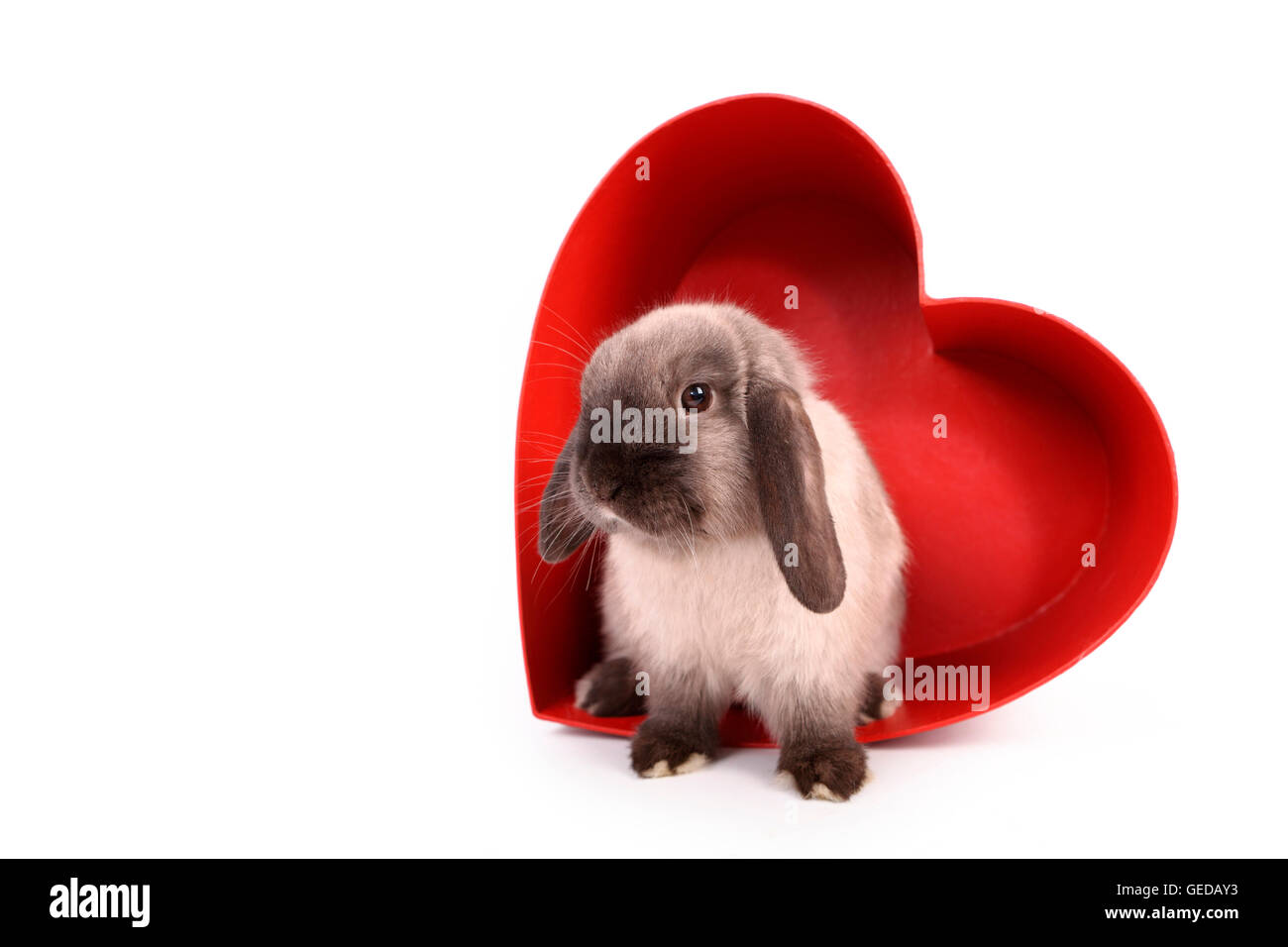 Zwerg-Kaninchen, Mini Lop in ein rotes Herz aus Pappe gemacht. Studio Bild vor einem weißen Hintergrund. Deutschland Stockfoto