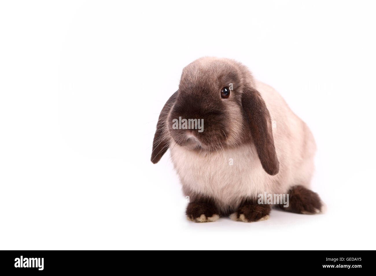 Zwerg Kaninchen, Mini Lop, frontal gesehen. Studio Bild vor einem weißen Hintergrund. Deutschland Stockfoto