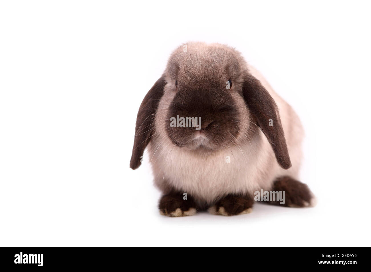 Zwerg Kaninchen, Mini Lop, frontal gesehen. Studio Bild vor einem weißen Hintergrund. Deutschland Stockfoto