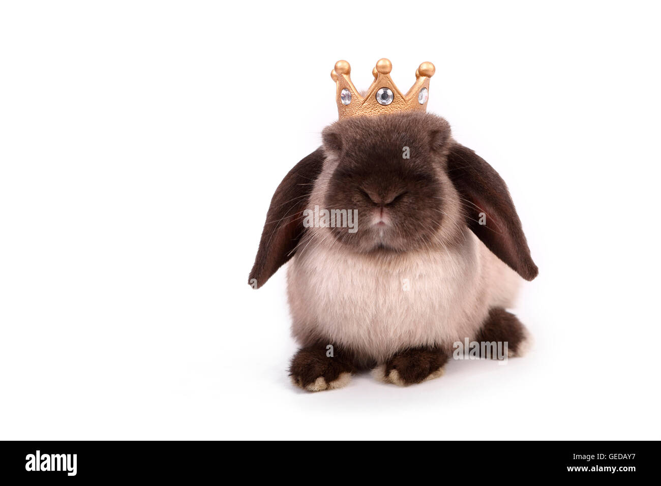 Zwerg Kaninchen, Mini Lop frontal gesehen mit einer Krone auf dem Kopf. Studio Bild vor einem weißen Hintergrund. Deutschland Stockfoto