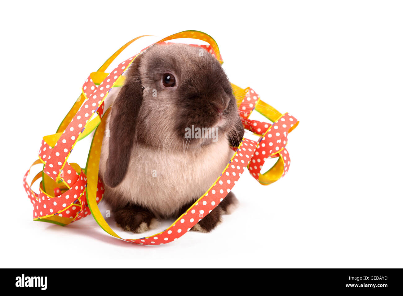 Zwerg-Kaninchen, Mini Lop mit bunten Luftschlangen. Studio Bild vor einem weißen Hintergrund. Deutschland Stockfoto