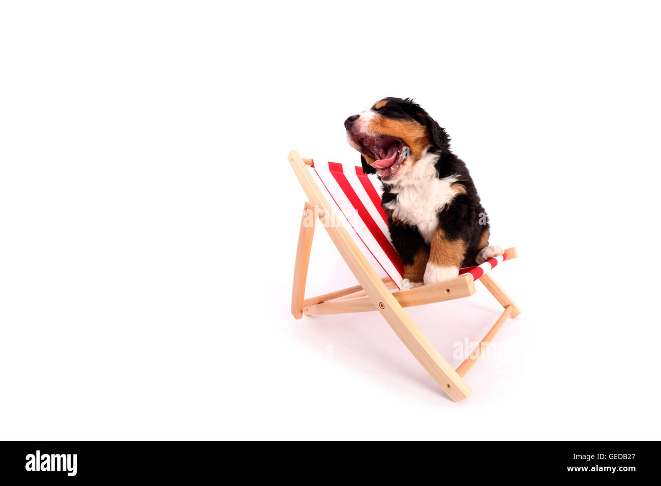 Berner Sennenhund. Welpen (6 Wochen alt) sitzen in einem kleinen Liegestuhl beim Gähnen. Studio Bild vor einem blauen Hintergrund. Deutschland Stockfoto