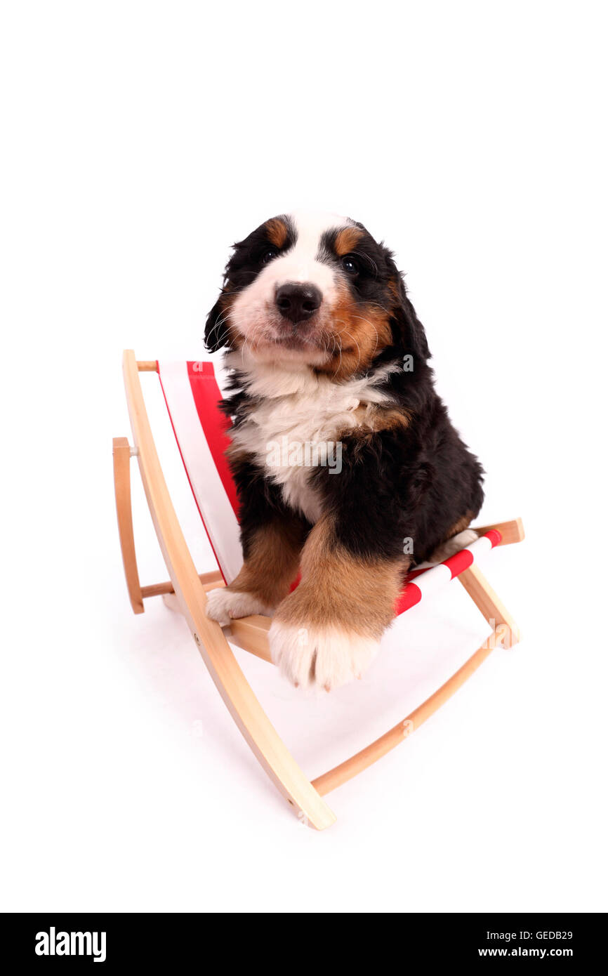 Berner Sennenhund. Welpen (6 Wochen alt) in einem kleinen Liegestuhl sitzen. Studio Bild vor einem blauen Hintergrund. Deutschland Stockfoto