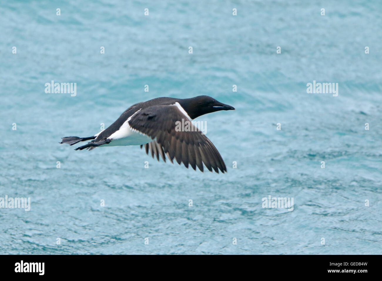 Brunnich von Guillemot im Flug Stockfoto