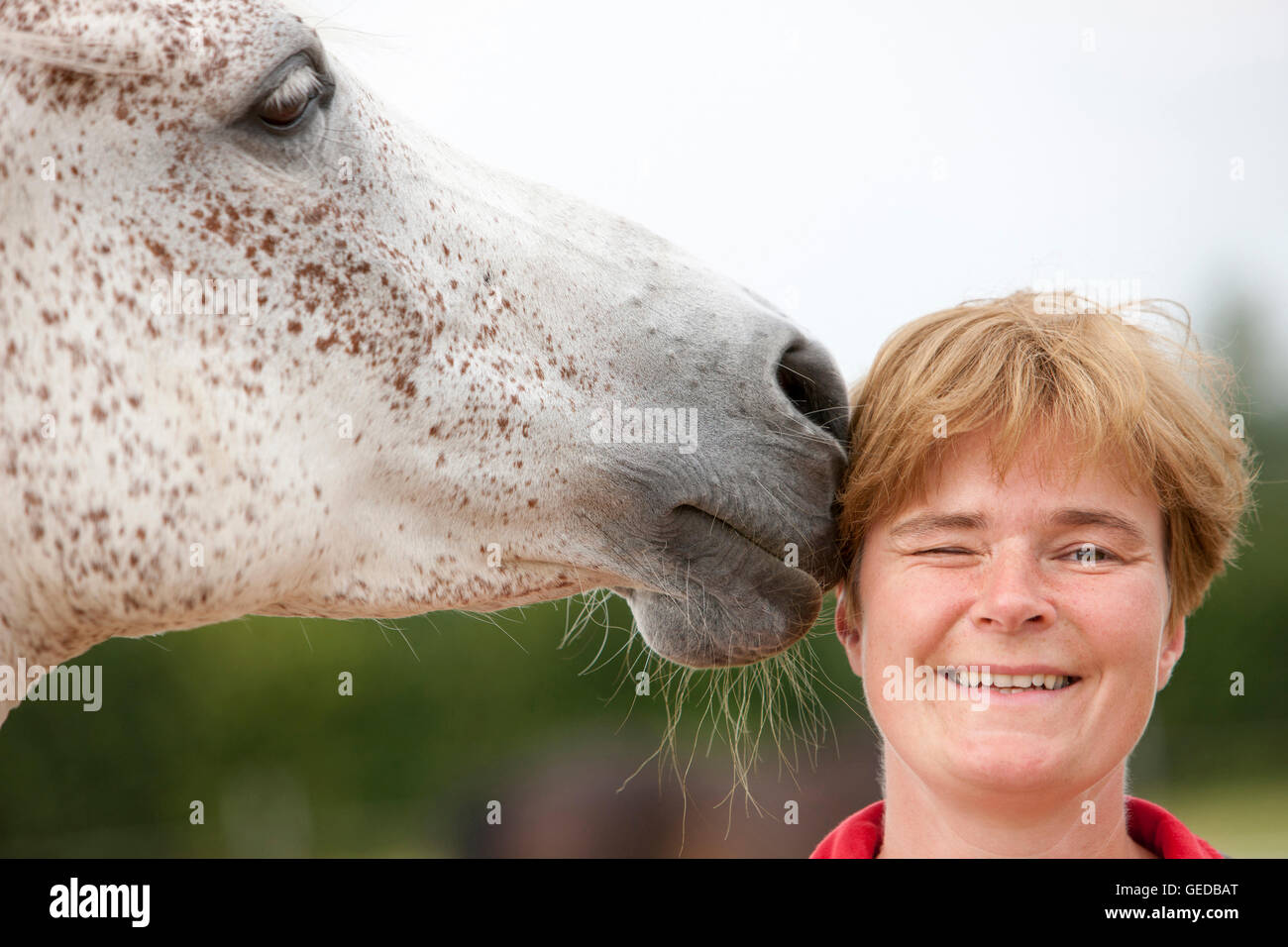 Arabisches Pferd. Graue Stute, eine Frau zu küssen. Deutschland Stockfoto
