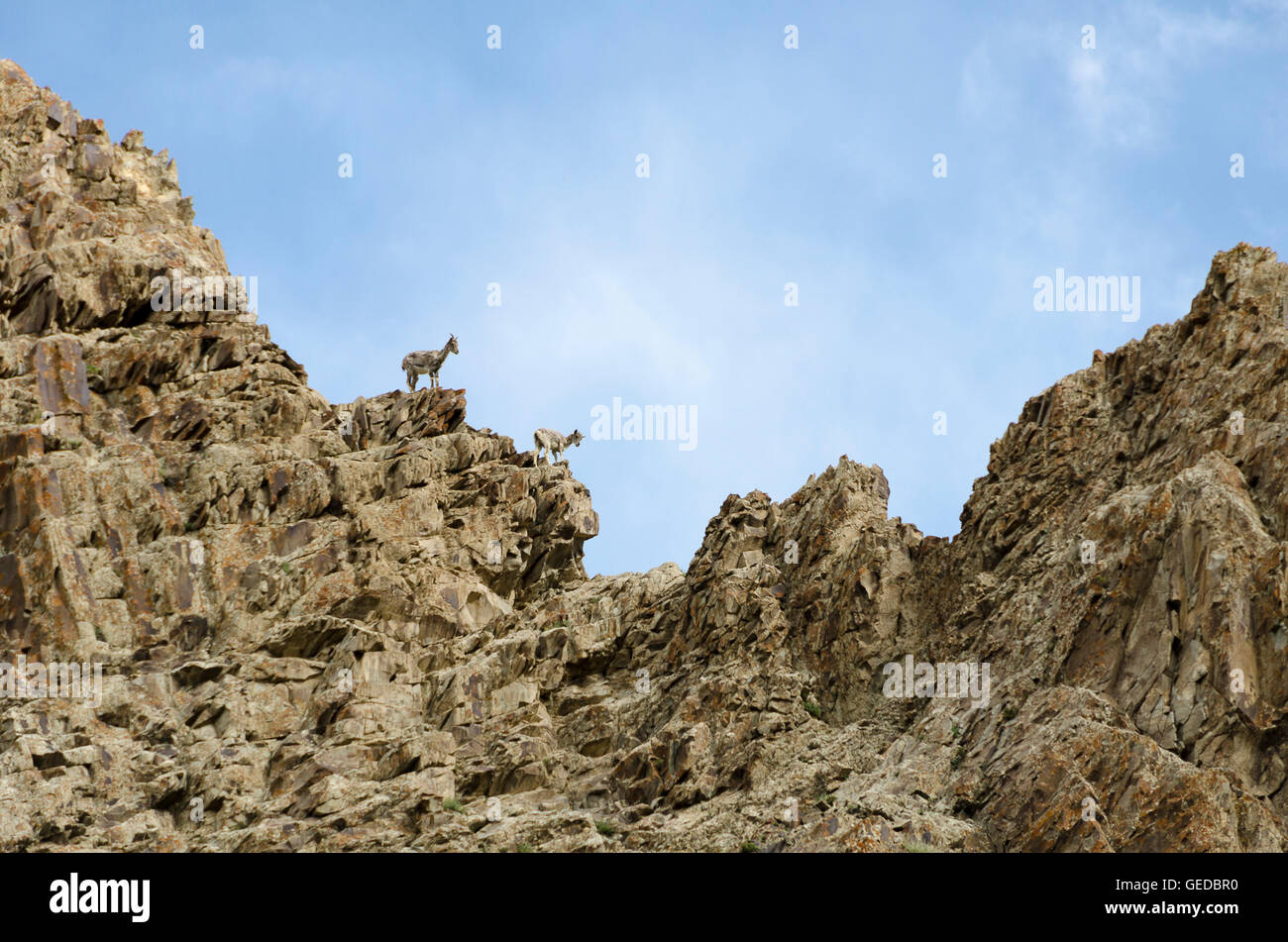 Himalaya-blaue Schafe auf felsigen Berghang Hankar, Markha Valley, Ladakh, Jammu und Kaschmir, Indien Stockfoto