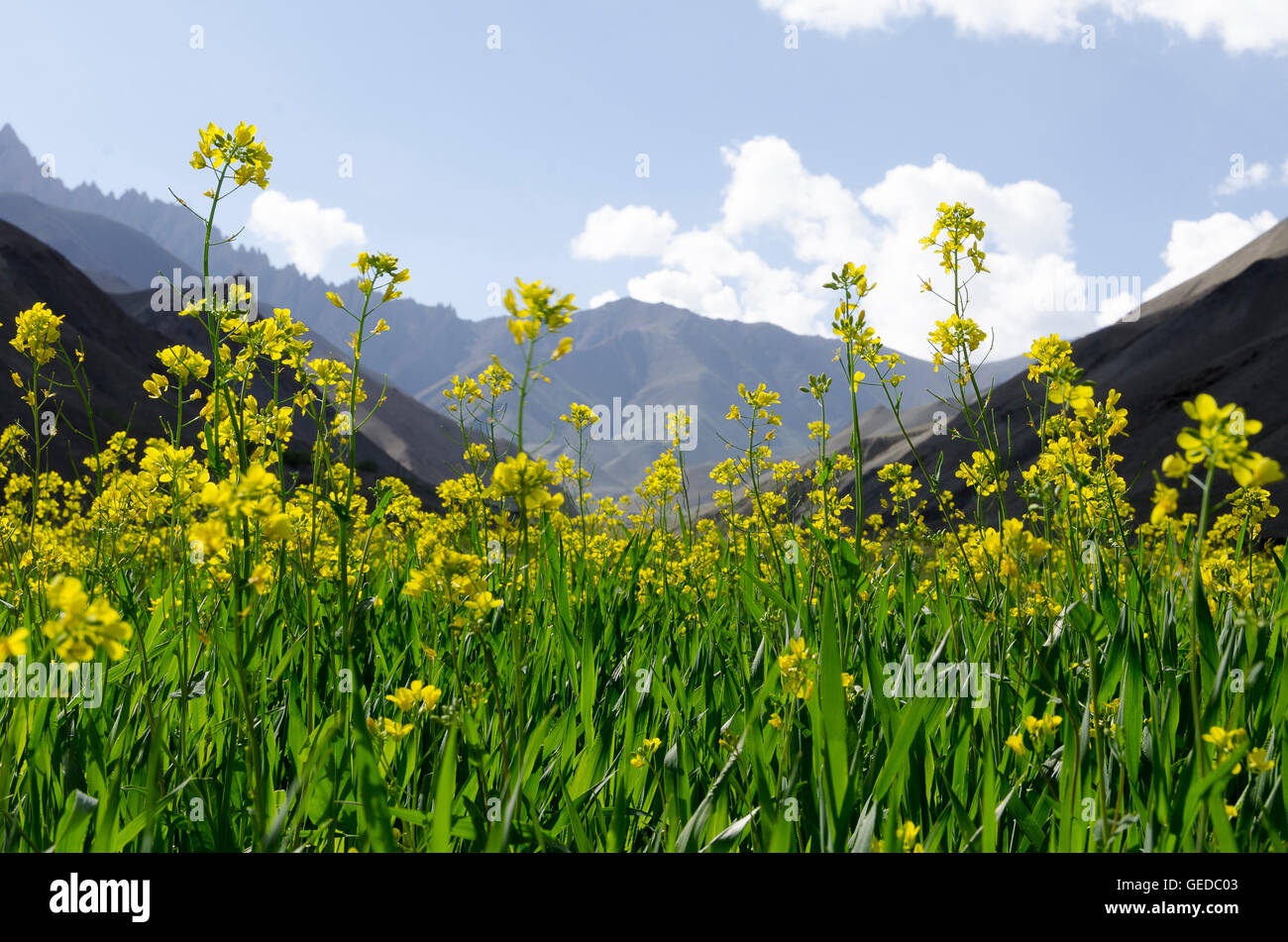 Senf im Himalaya Tal, Rumback, Ladakh, Jammu und Kaschmir, Indien Stockfoto