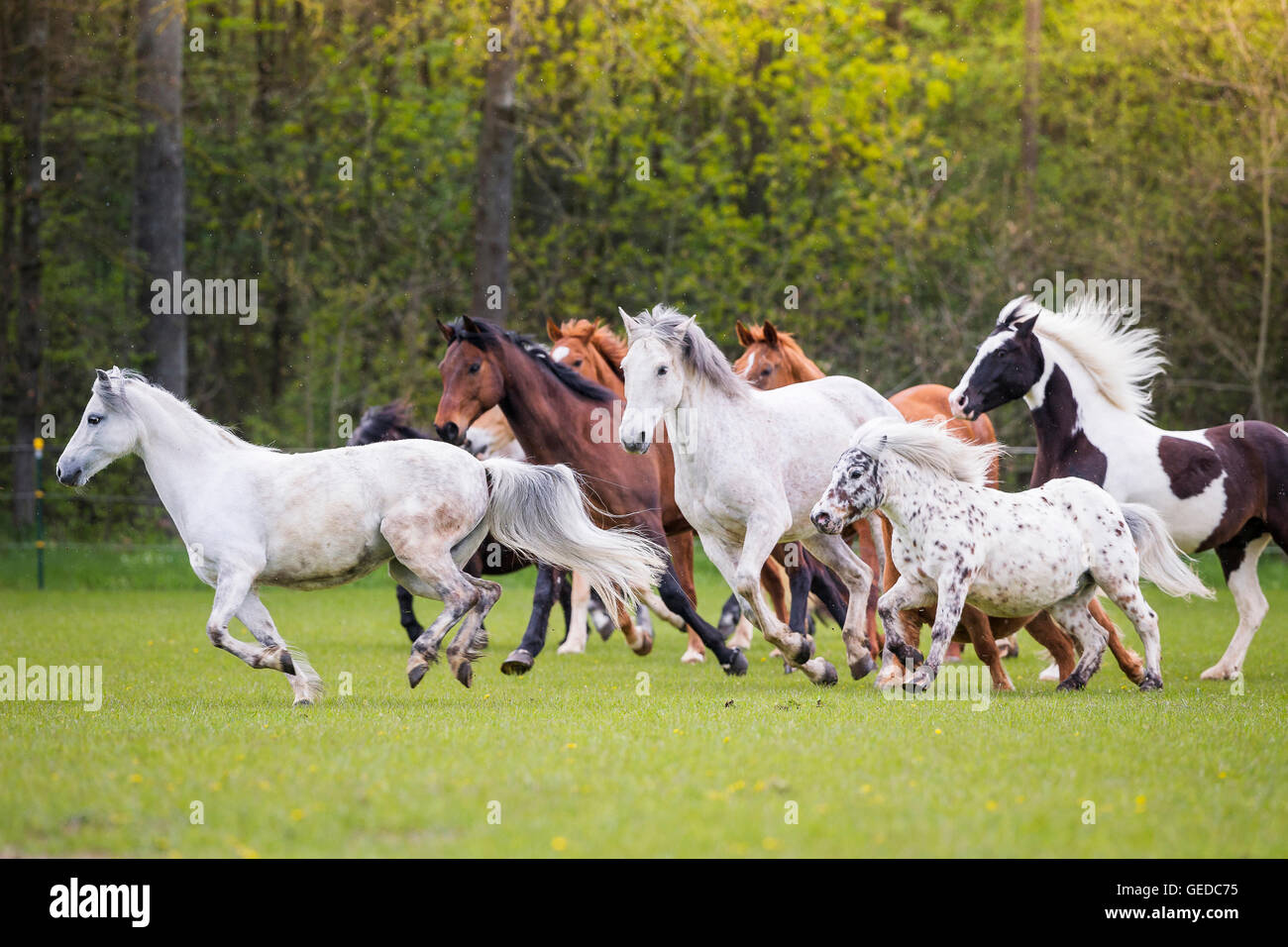 Inländische Pferd. Gemischte Herde von verschiedenen Rassen im Galopp auf der Weide. Deutschland Stockfoto