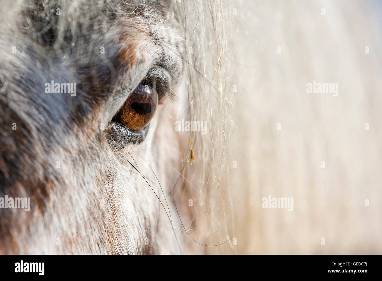 Shetland-Pony. Nahaufnahme des Auges des Leoparden gesichtet Wallach. Deutschland Stockfoto