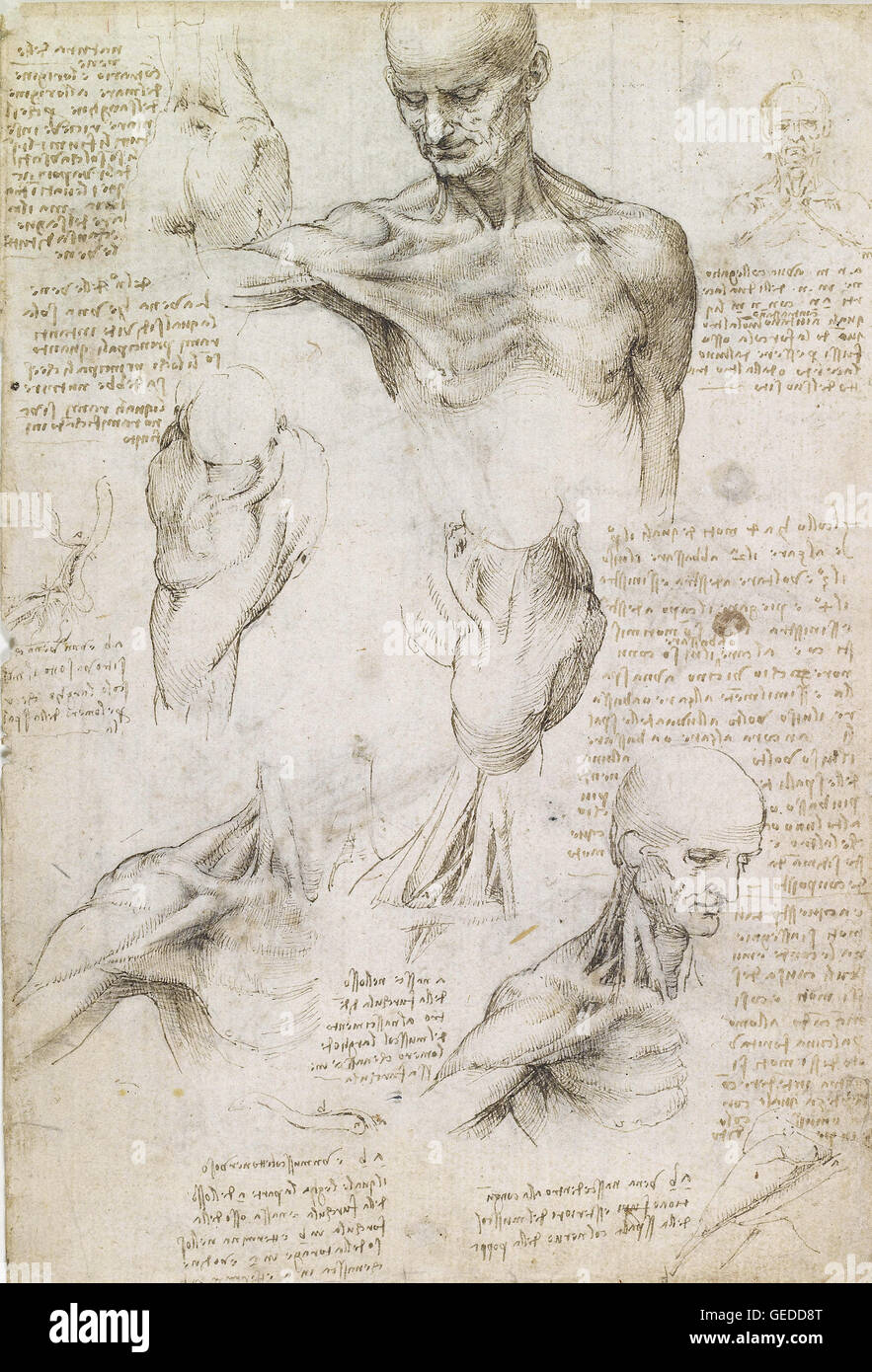 Leonardo da Vinci - oberflächliche Anatomie der Schulter und Nacken (Recto) Stockfoto