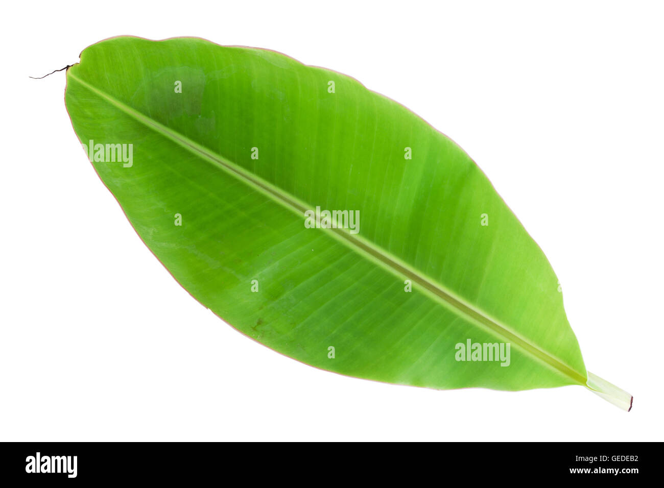 Banana Leaf frische isoliert auf weiß mit Beschneidungspfad Stockfoto