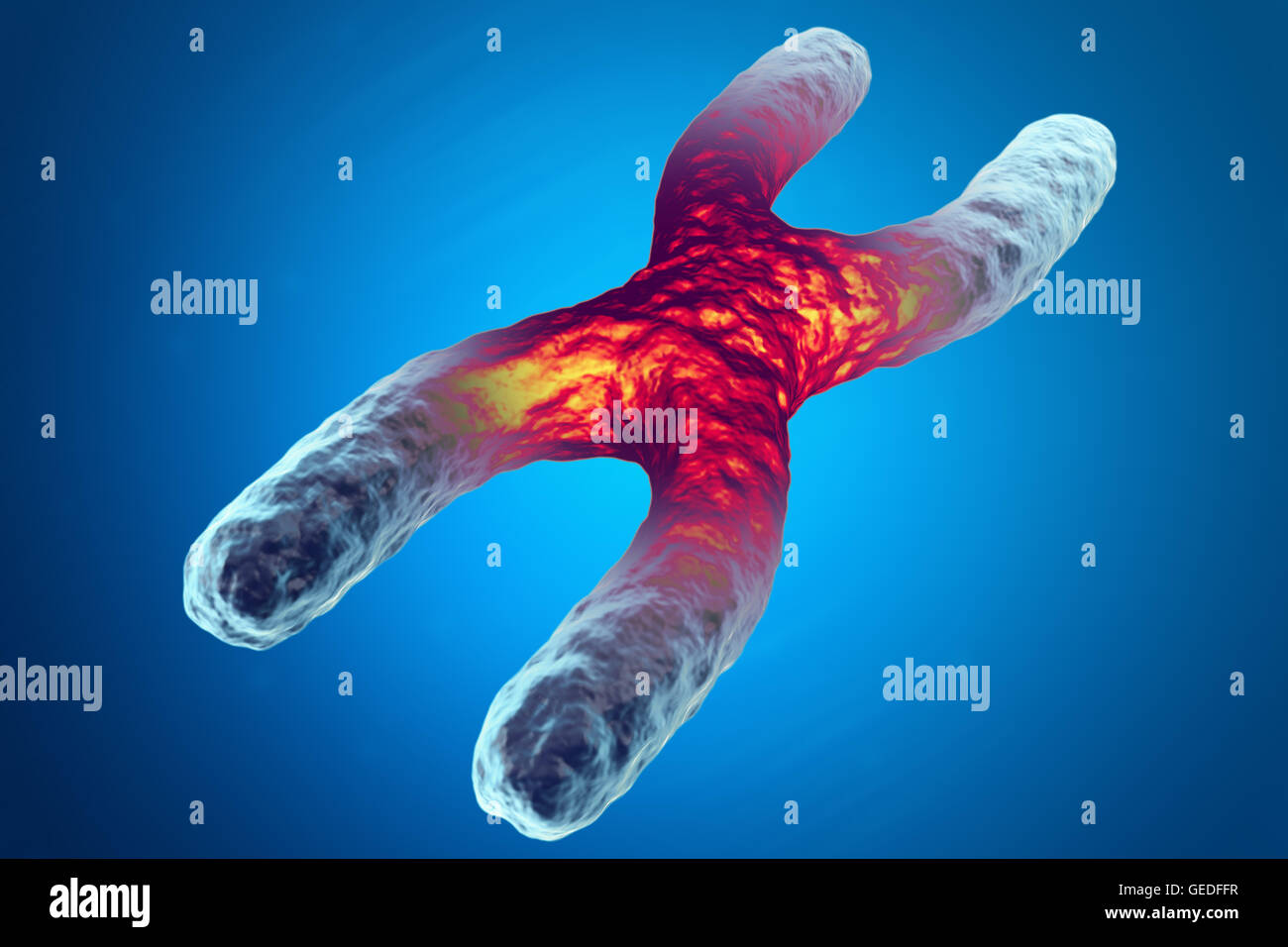 Chromosom X, rot in der Mitte, das Konzept der Infektion, Mutation der Krankheit. 3D illustration Stockfoto