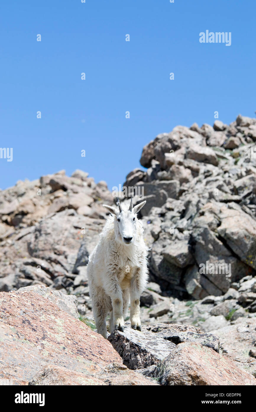 Bergziege auf Mount Massive Colorado Stockfoto
