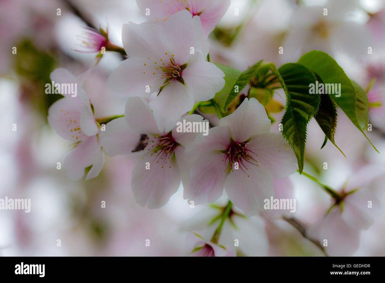 Kirschblüten-Blume von Japan Stockfoto