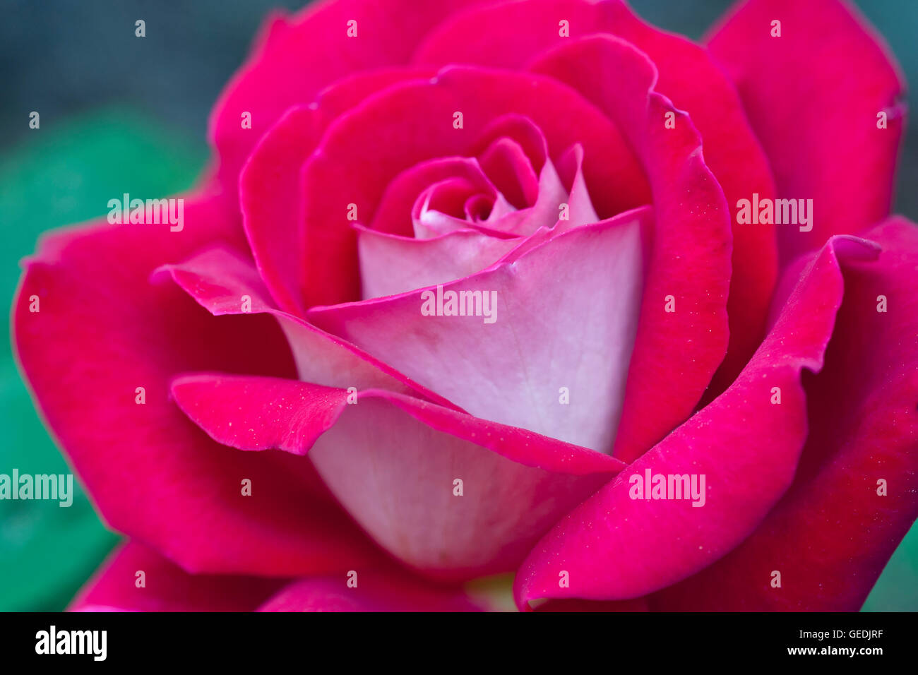 Zwei Farben ziemlich rosa und weiße rose Stockfoto