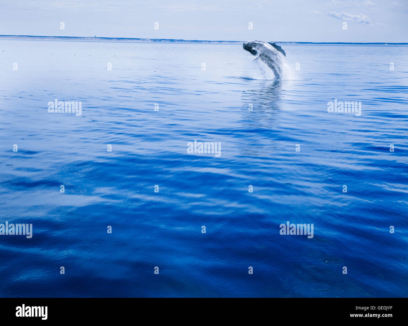 Buckelwal Sprung von Cape Cod Provincetown, MA Stockfoto