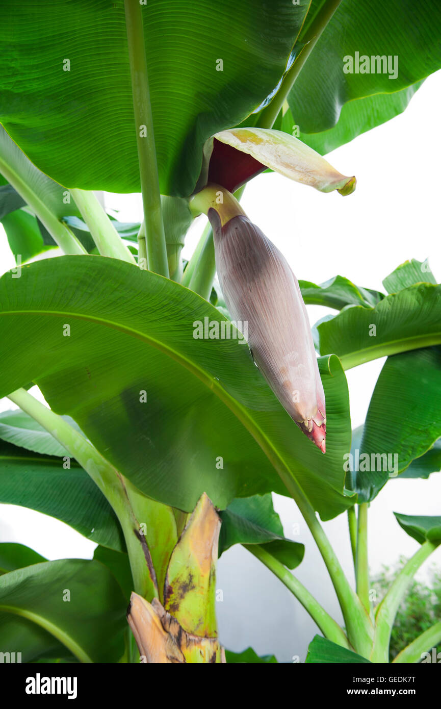 Banane blühen im Garten Stockfoto