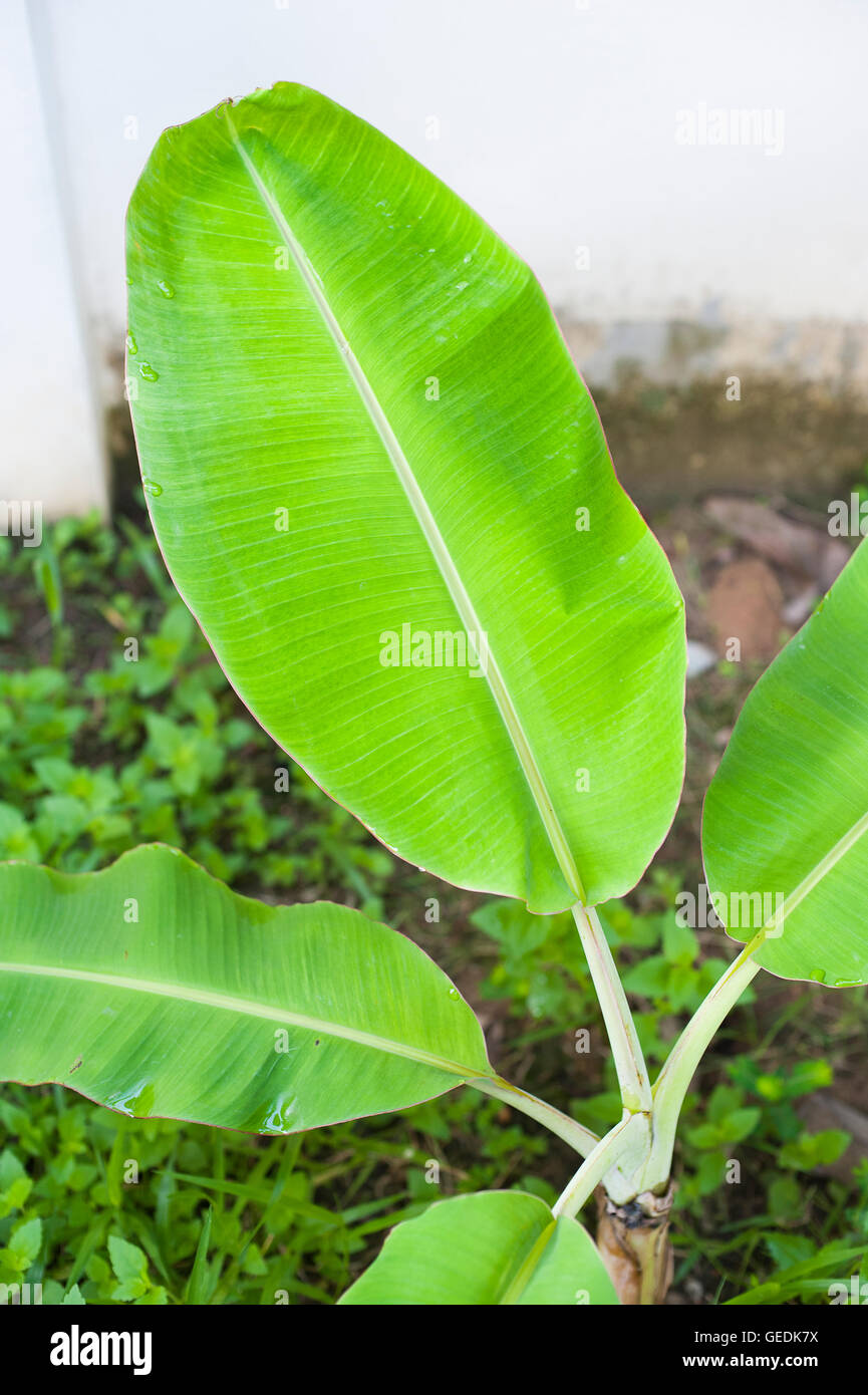 Nahaufnahme Detail grüne frische Banane Blatt Textur Stockfoto