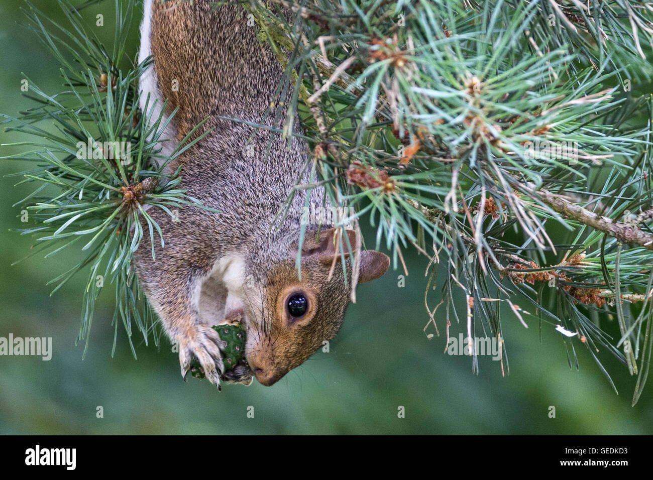 Graue Eichhörnchen Essen Pinienkerne Barnet Kiefer / Londoner Stadtteil Enfield Stockfoto
