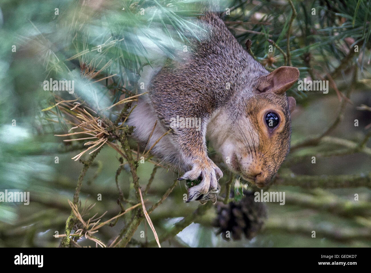Graue Eichhörnchen Essen Pinienkerne Barnet Kiefer / Londoner Stadtteil Enfield Stockfoto