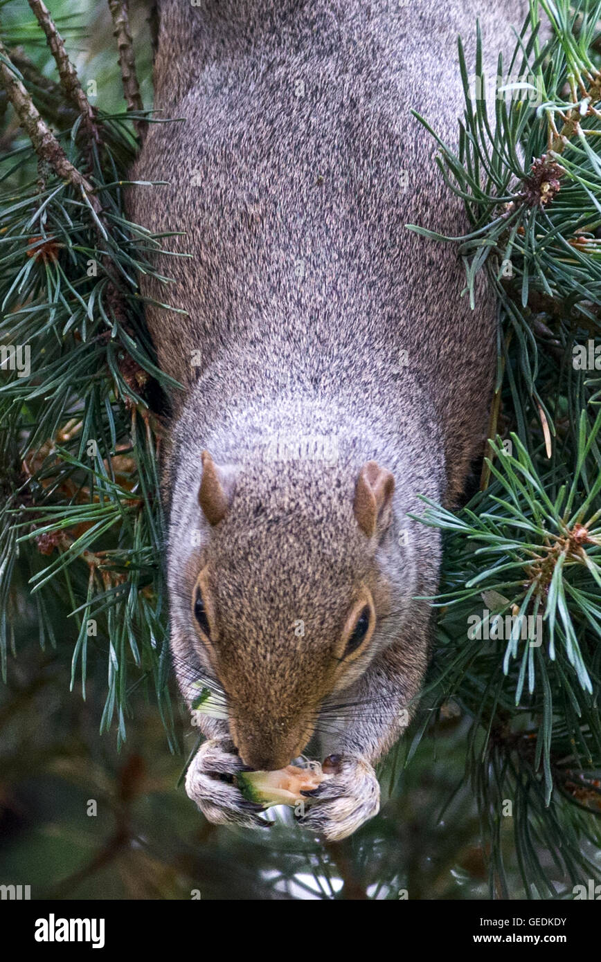 Graue Eichhörnchen Essen Pinienkerne Barnet Kiefer / Londoner Stadtteil Enfield Stockfoto