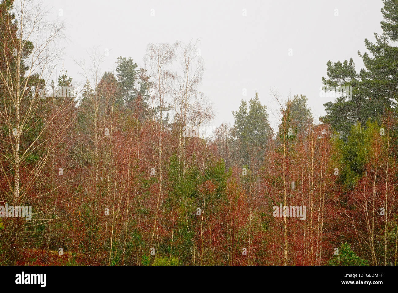 Winterlandschaft mit leuchtend bunten Bäumen schneit Stockfoto