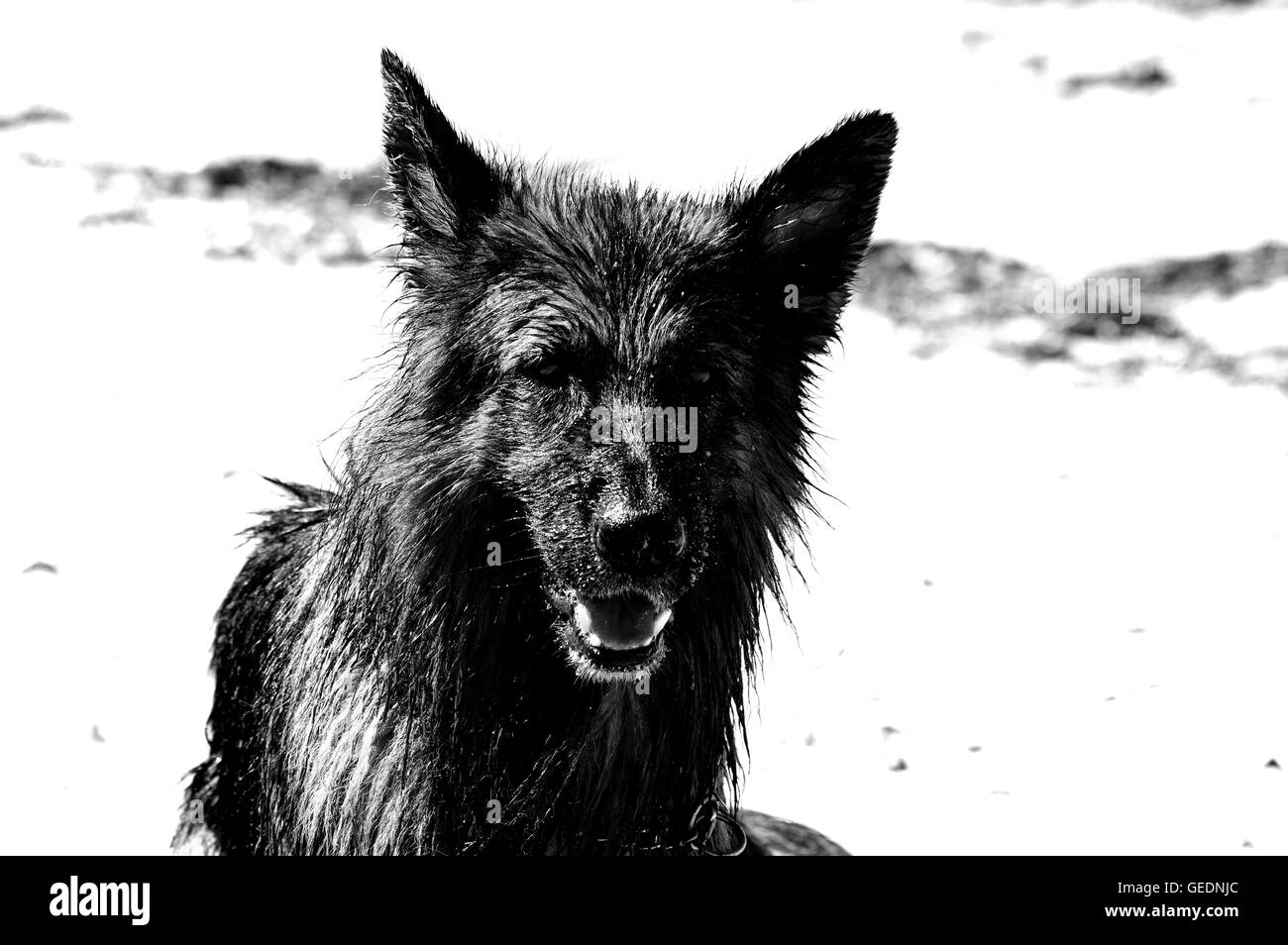 Blackandwhite, liebenswert, Waldisputninsphotography, Geometrie, abstrakt, Kunst, schwarz, launisch, kreativ, Hund, Hunde, Germanshepherd, Haushund, Haustiere Stockfoto