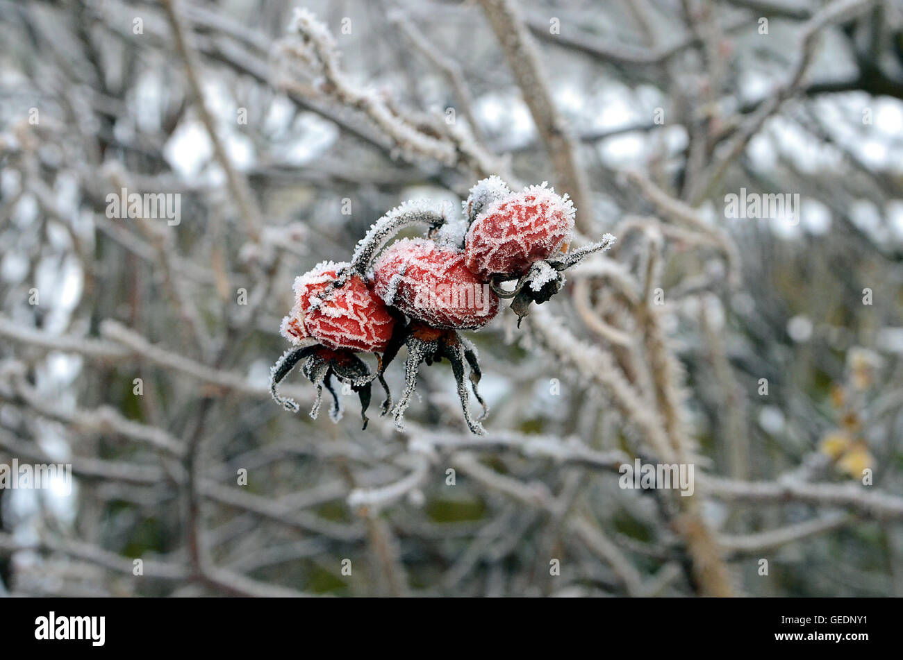 Eingefrorene Hüfte im Winter, Raureif bedecken drei geschrumpfte Hüften. Stockfoto
