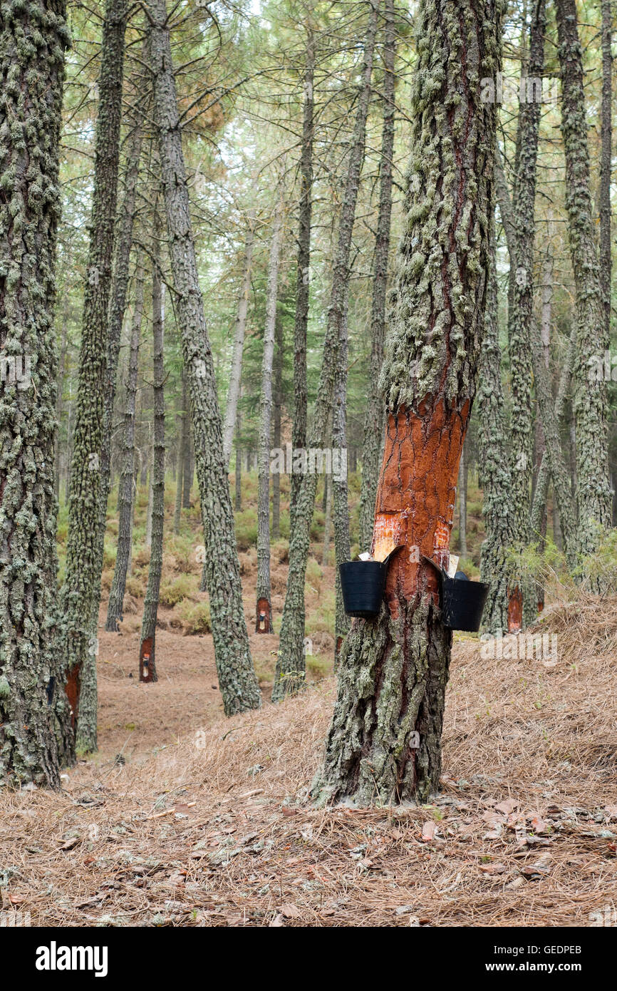 Harz-Extraktion von Tanne im Wald, Andalusien, Spanien. Stockfoto