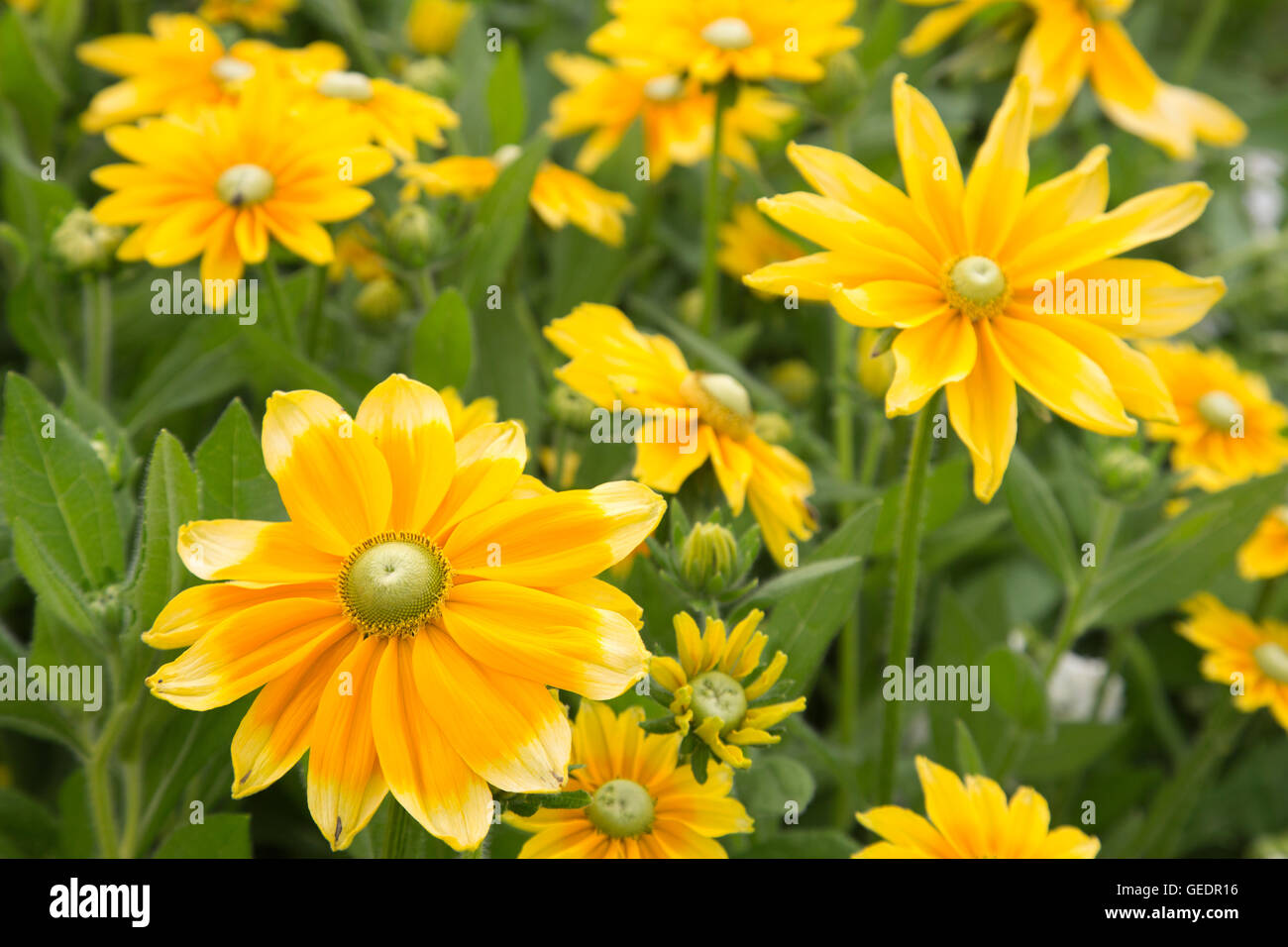 Rudbeckia "Prairie Sun" ("Gloriosa" Daisy) auf dem Display an der RHS Wisley Gärten, Surrey, England, UK Stockfoto