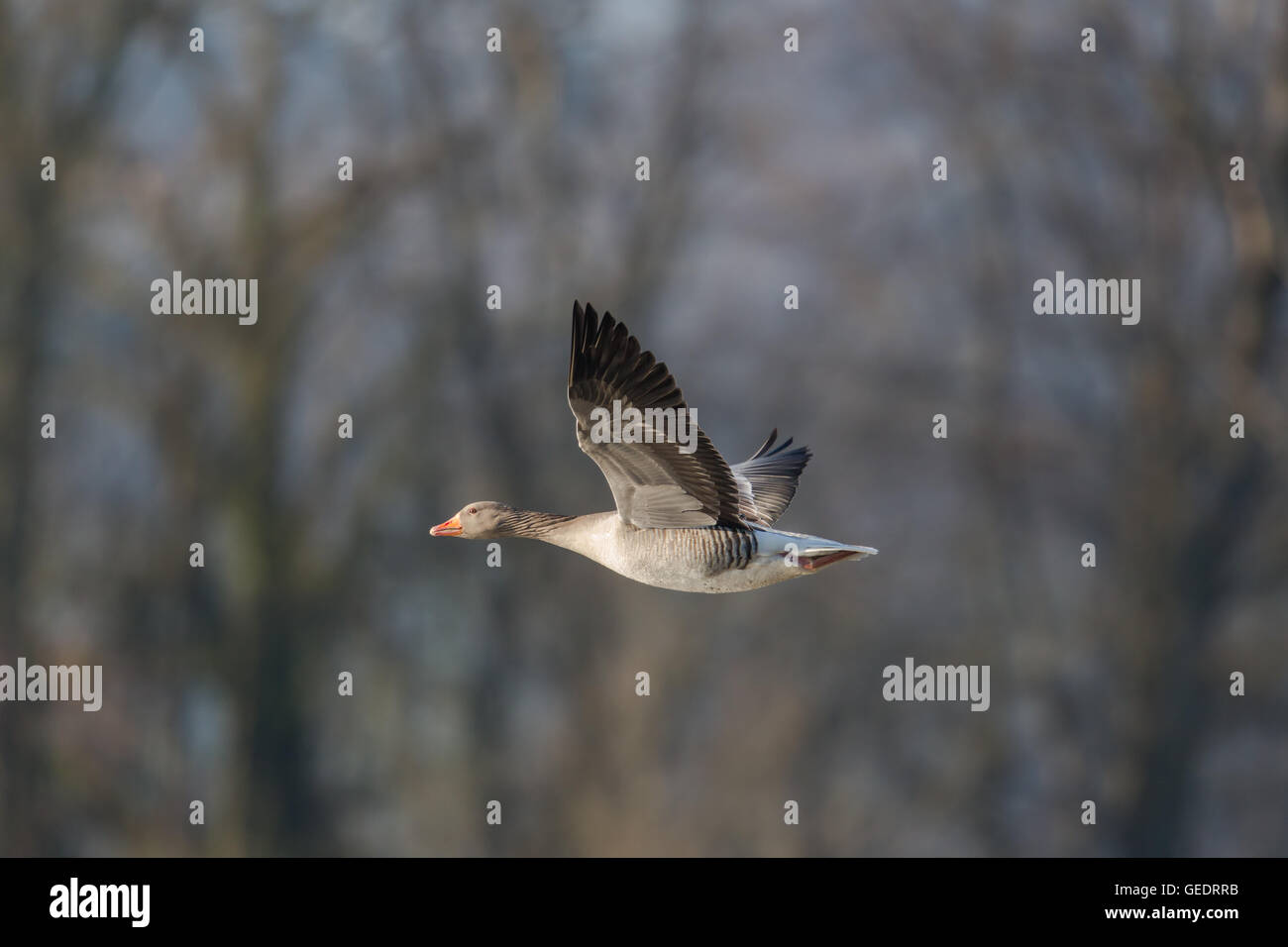 Graugans (Anser Anser) fliegen in natürlicher Umgebung Stockfoto