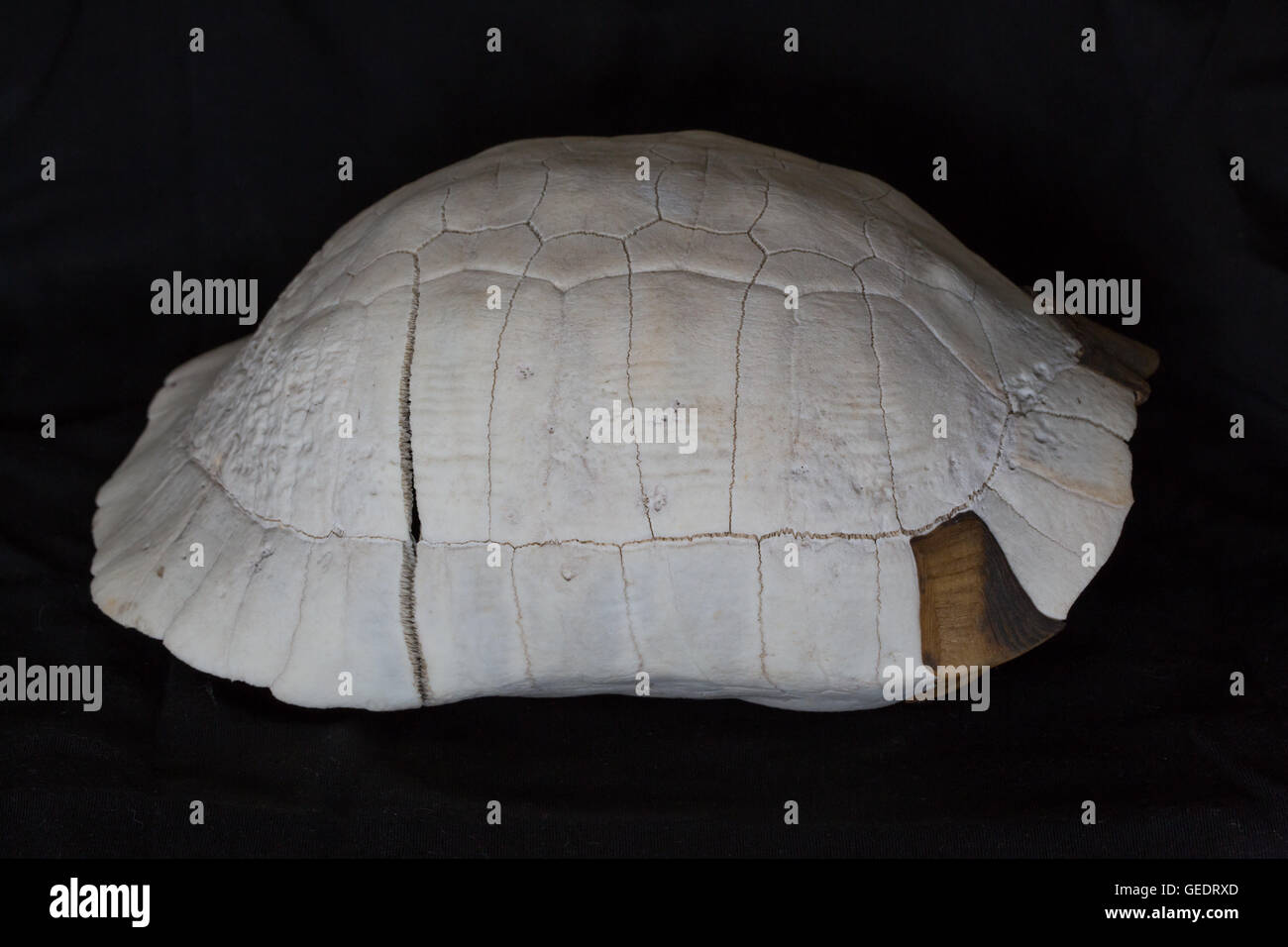 Skelett des Ankers einer Schildkröte Stockfoto