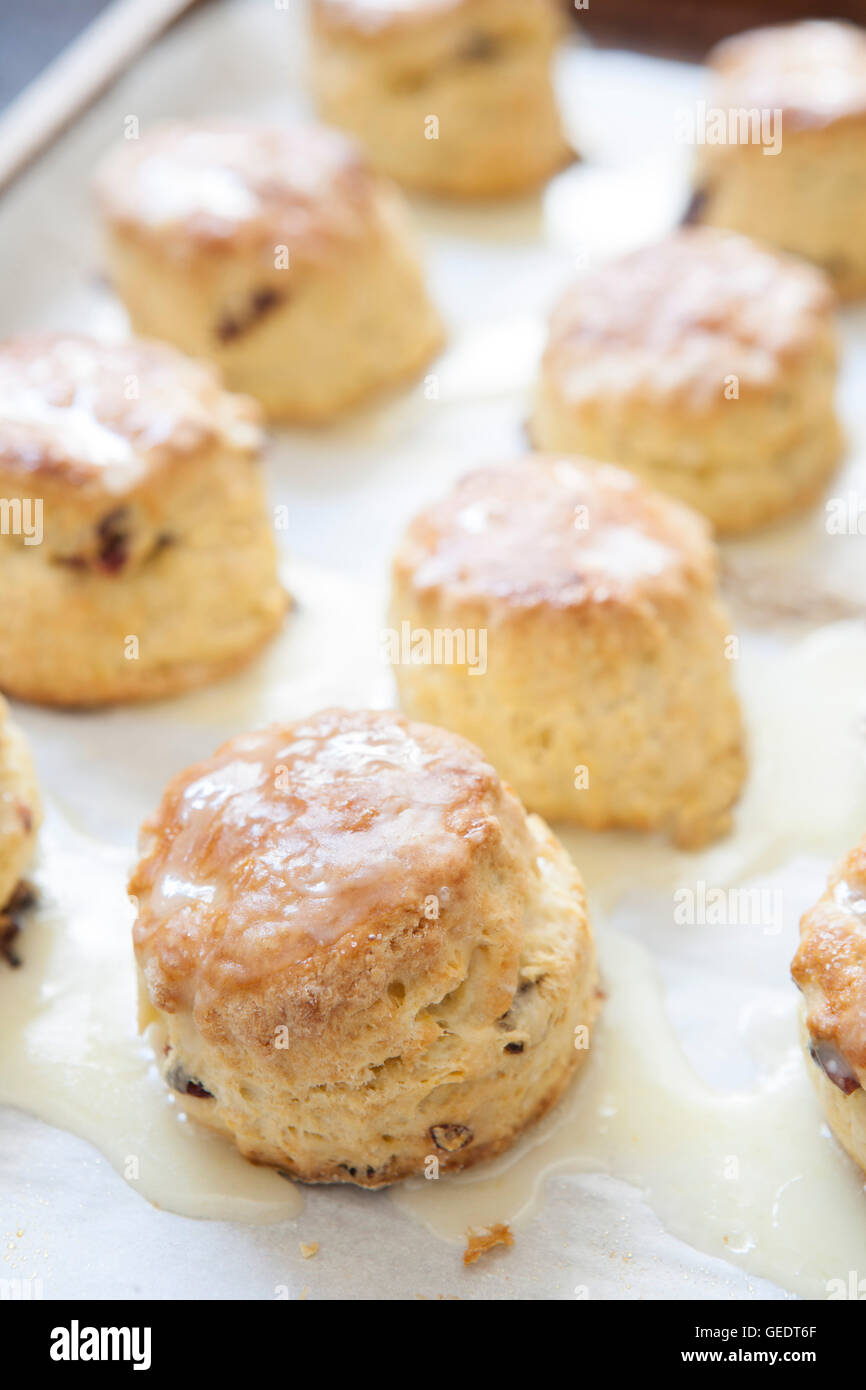 Orange Cranberry Scones Stockfoto