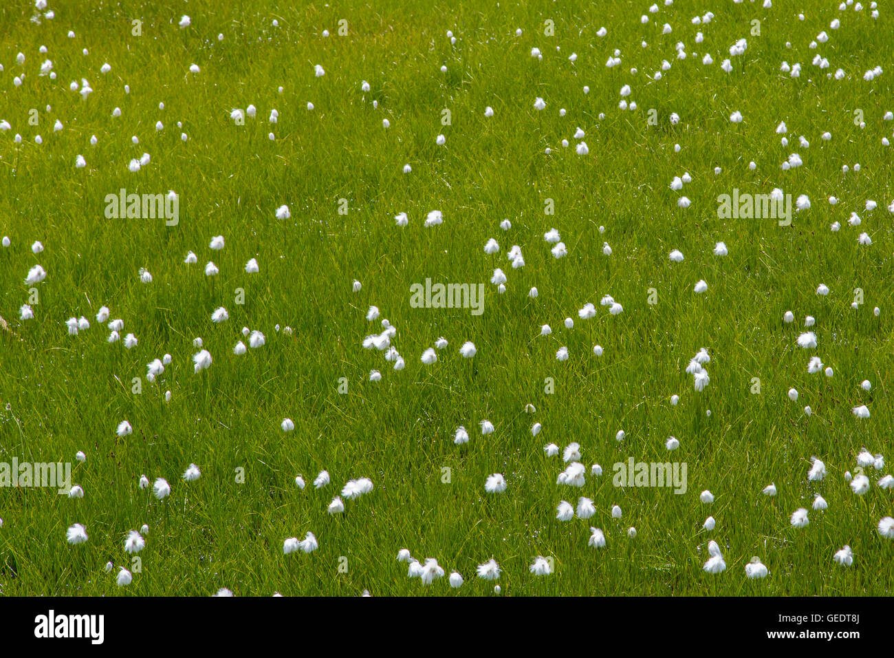 Blühende Natur Wollgras (Wollgras) im grünen Rasen Stockfoto