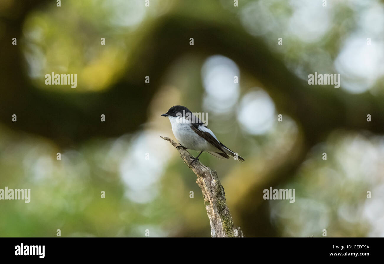 Pied Flycatcher, RSPB Ken-Dee Sümpfe, in der Nähe von Castle Douglas, Dumfries and Galloway, Schottland Stockfoto