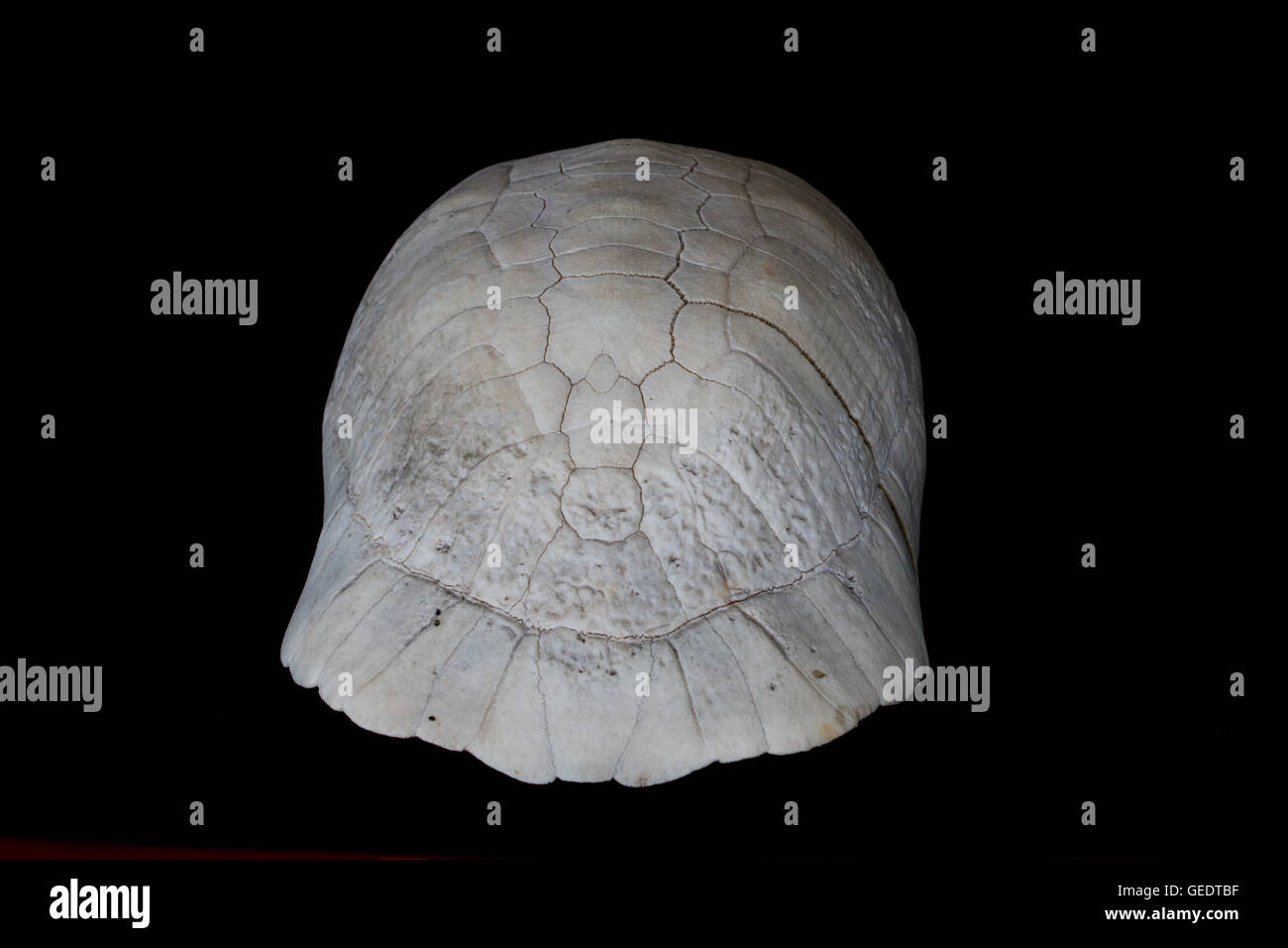 Skelett des Ankers einer Schildkröte Stockfoto