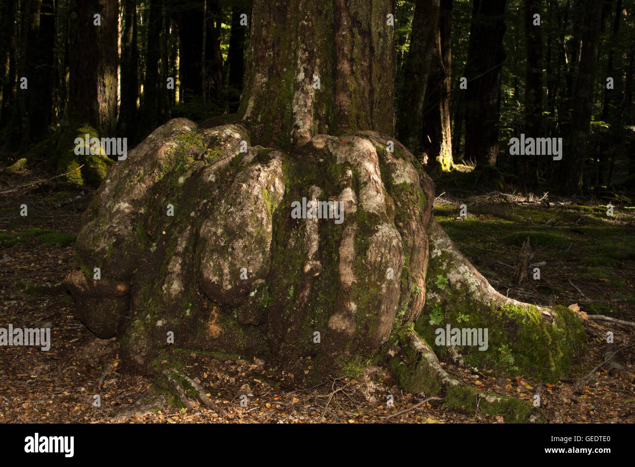 Nach einigen Infektion entwickelt einige Bäume im alten südlichen Buchenwälder in Neuseeland angebaut abnorme Wachstum Krebs genannt. Stockfoto