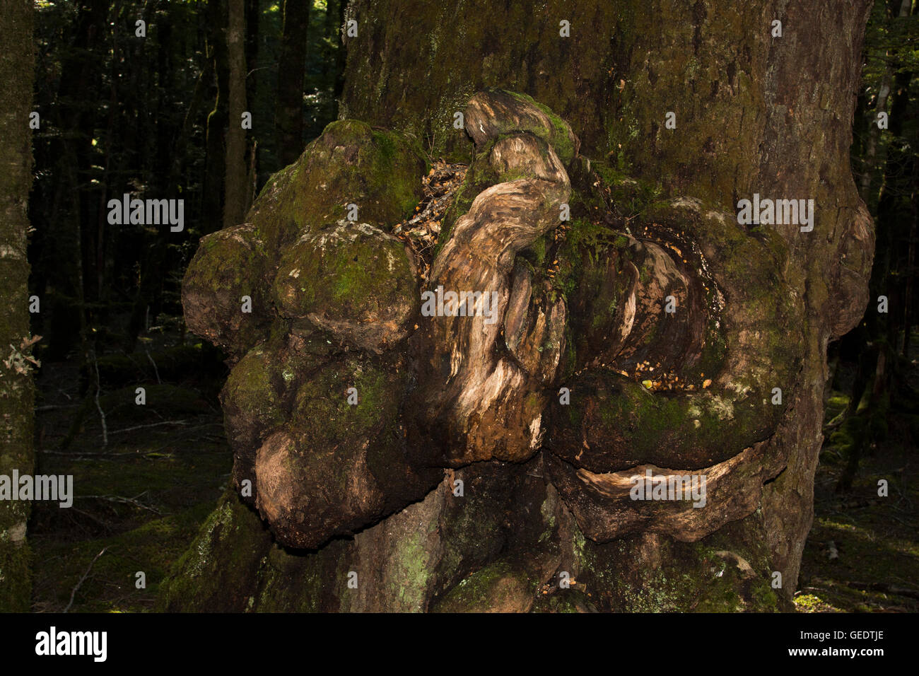 Nach einigen Infektion entwickelt einige Bäume im alten südlichen Buchenwälder in Neuseeland angebaut abnorme Wachstum Krebs genannt. Stockfoto