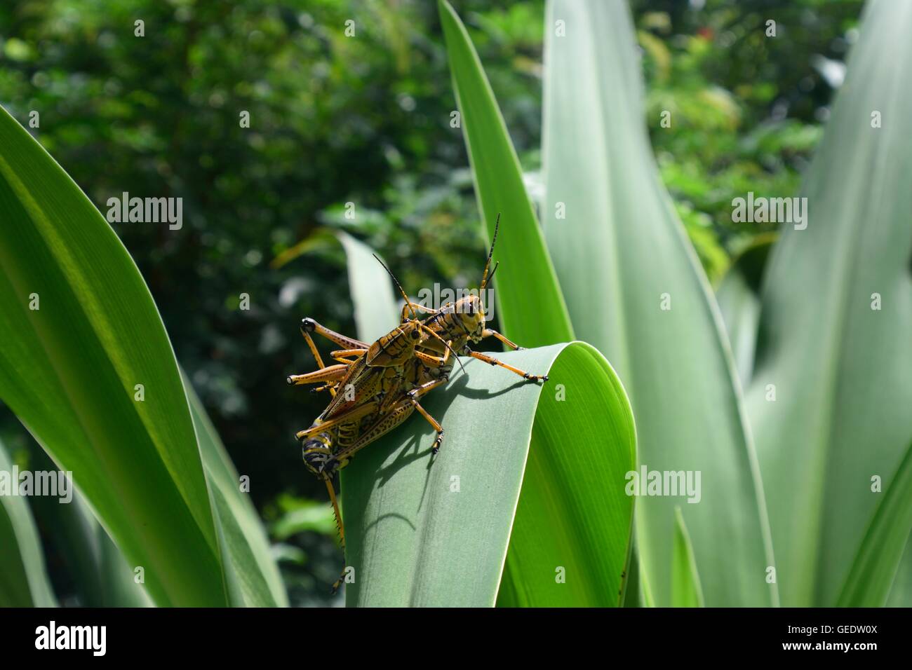 Fruhlingshugel Florida Stockfotos Fruhlingshugel Florida Bilder